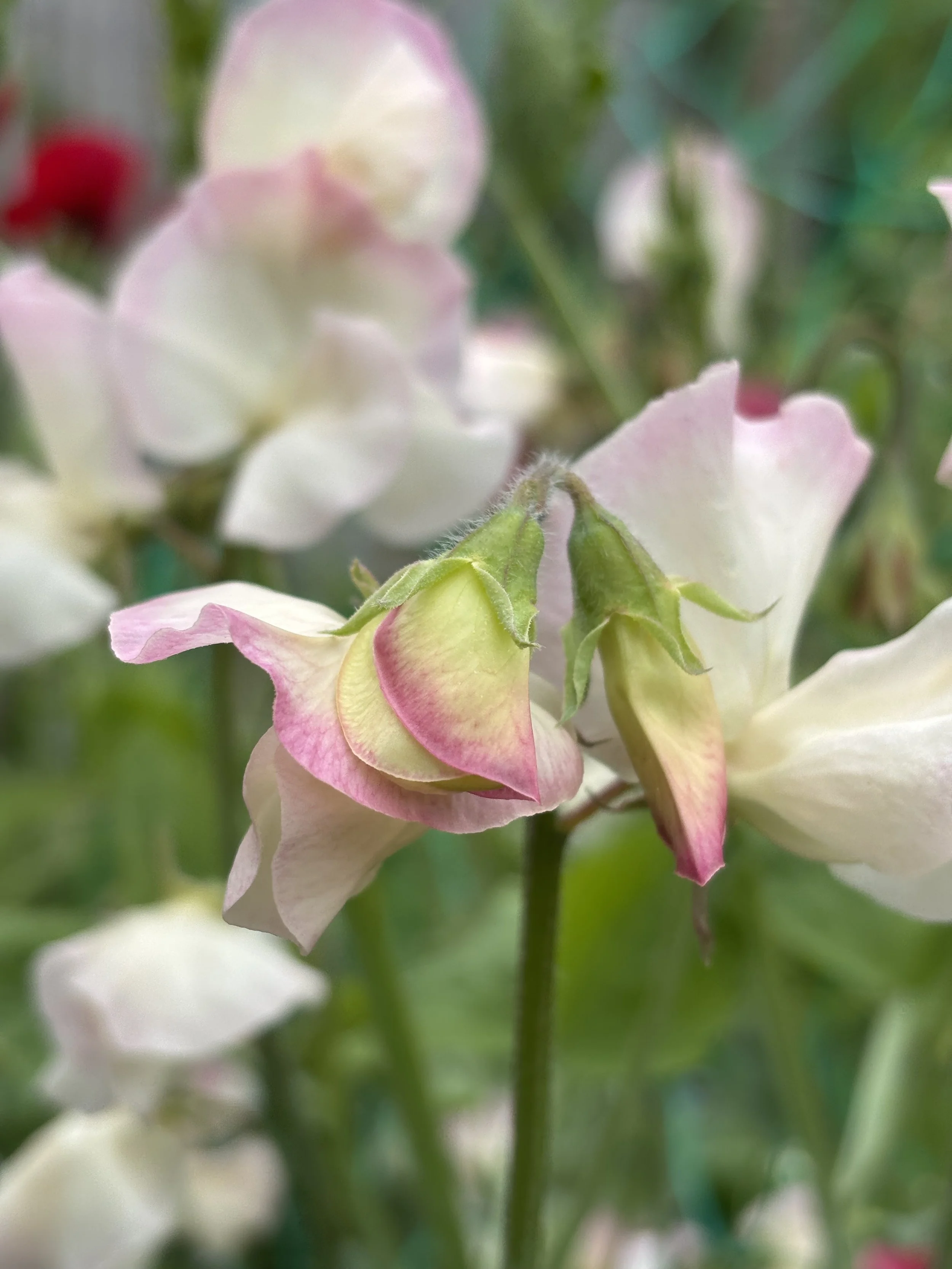 Photo of a Bix Sweet Pea flower