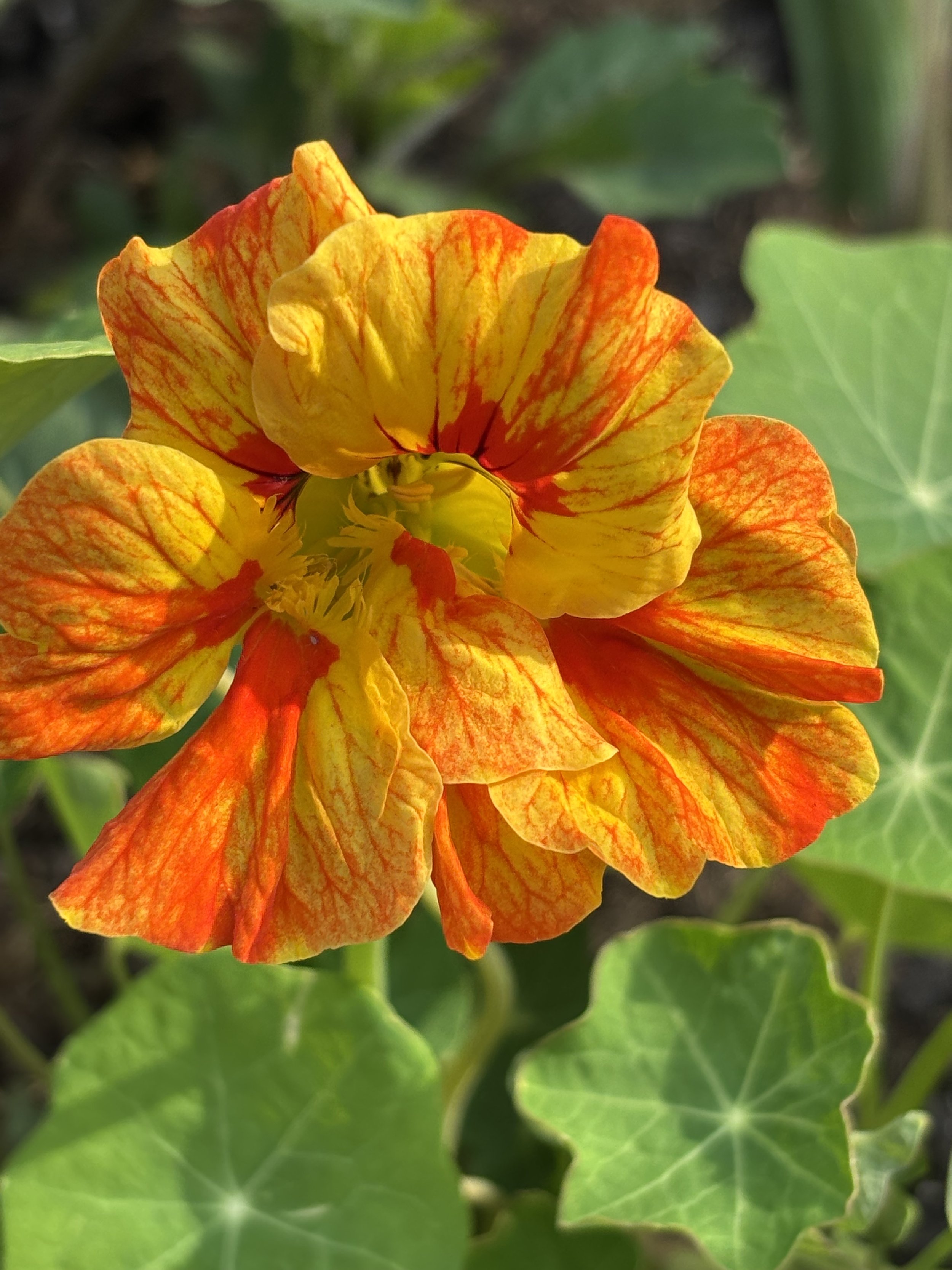 picture of nasturtium orange and yellow
