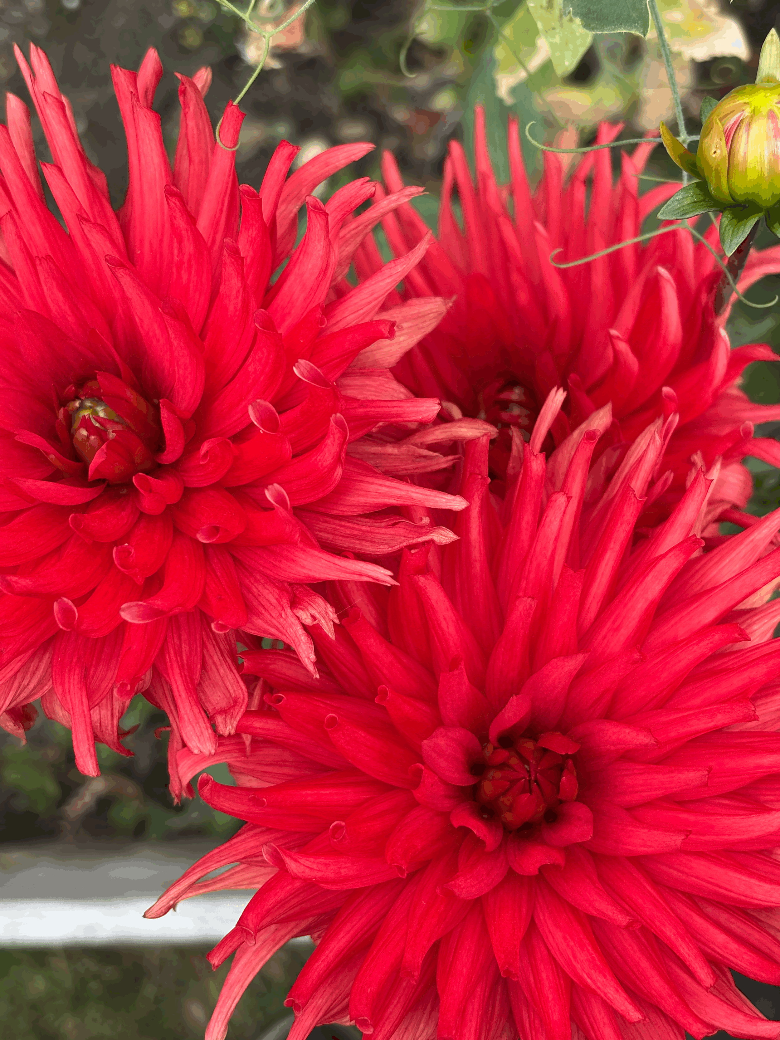 Dahlia "Witteman's Best"