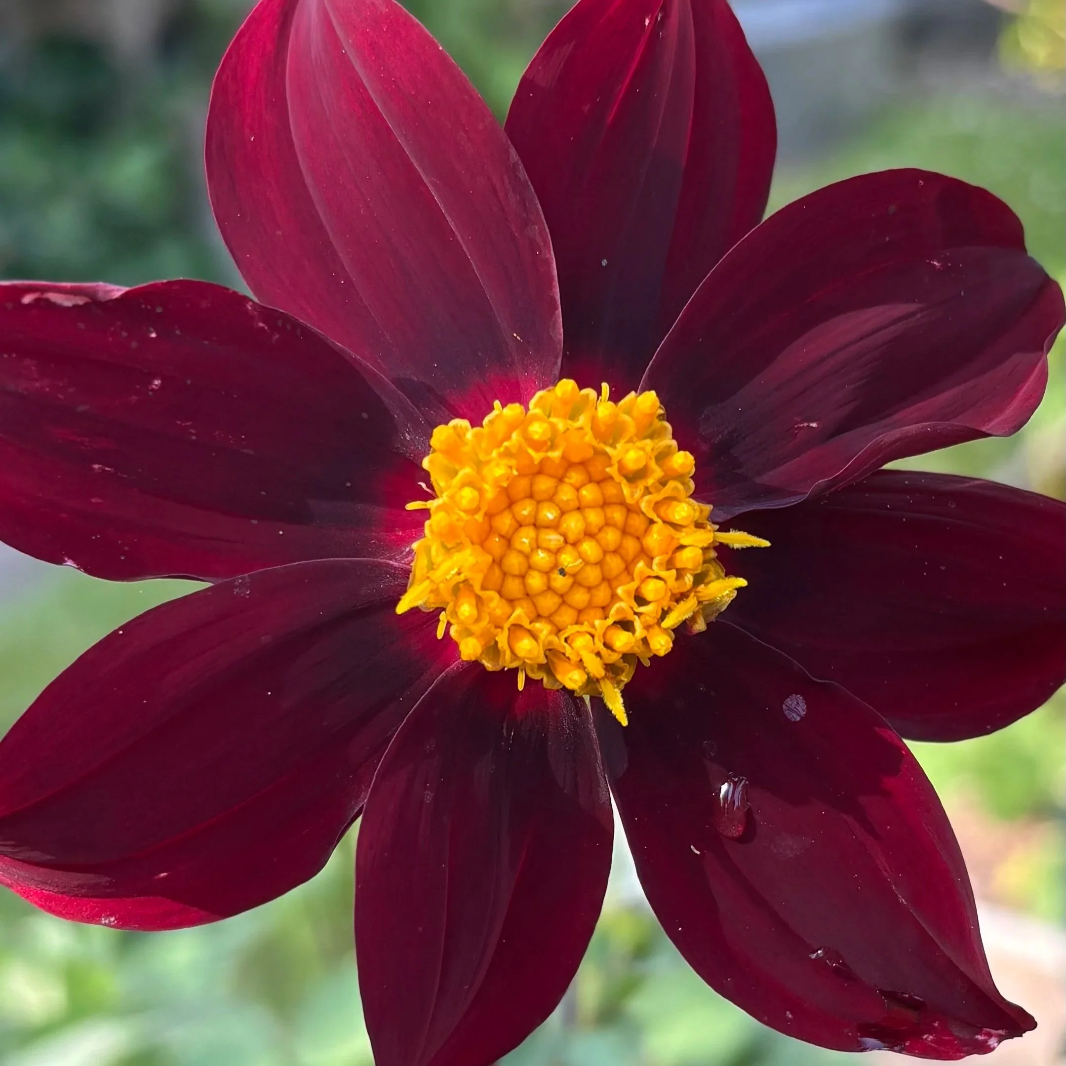 Dahlia "Mexican Star"