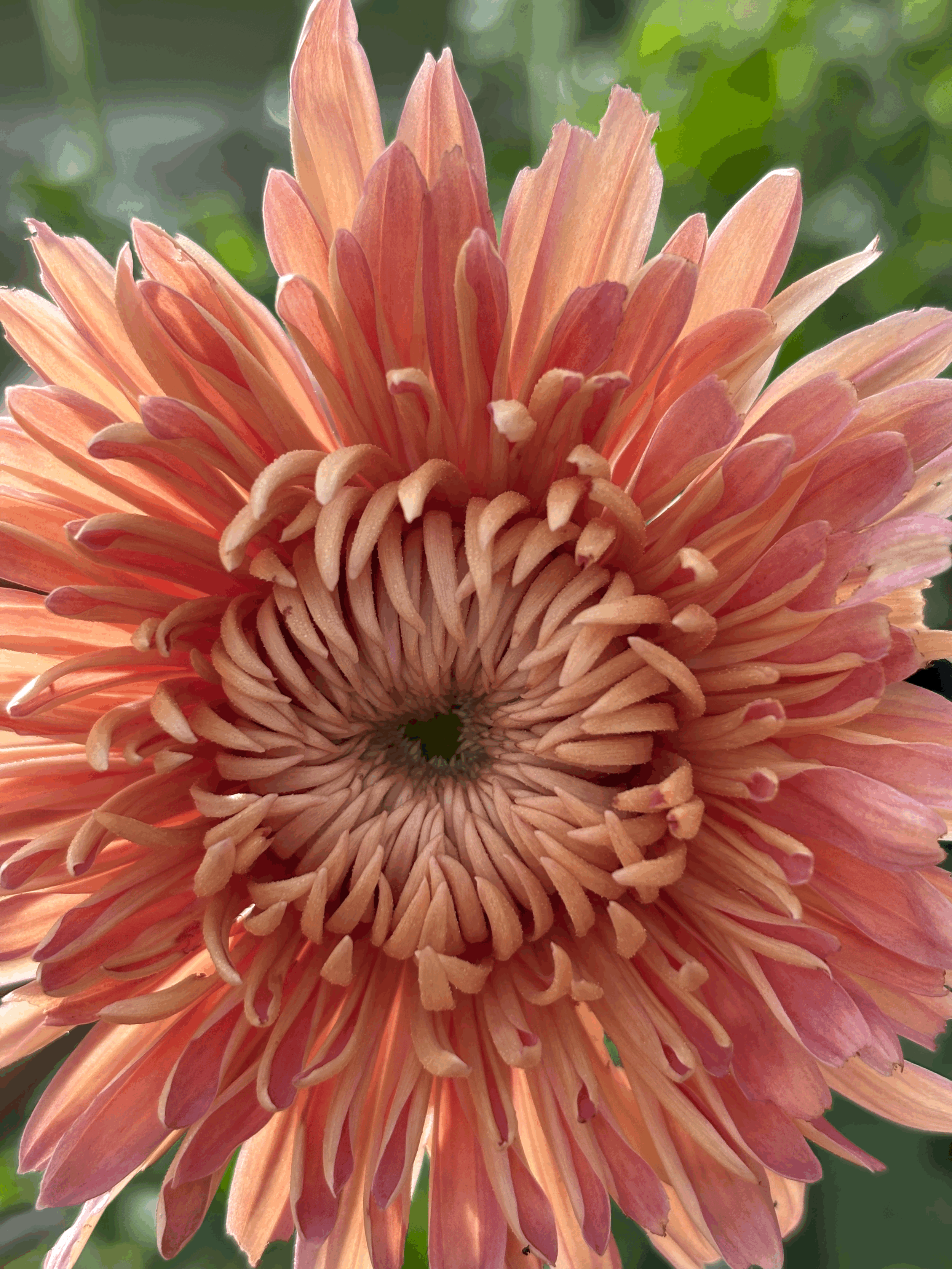 Picture of a chrysanthemum peach courtier flower