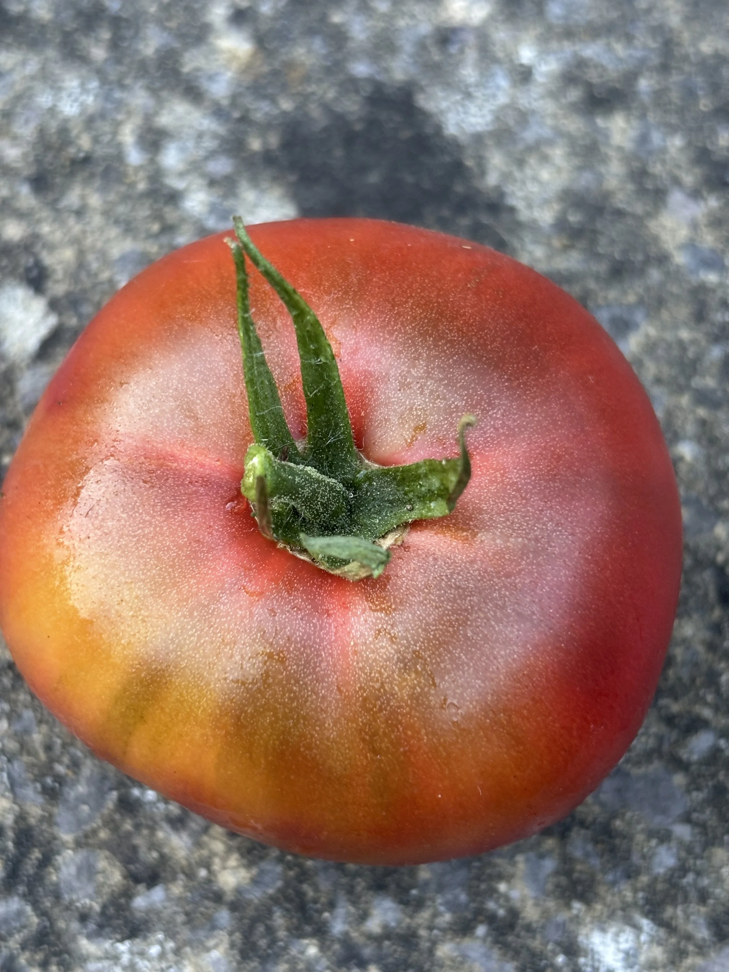 Tomato Cherokee Purple