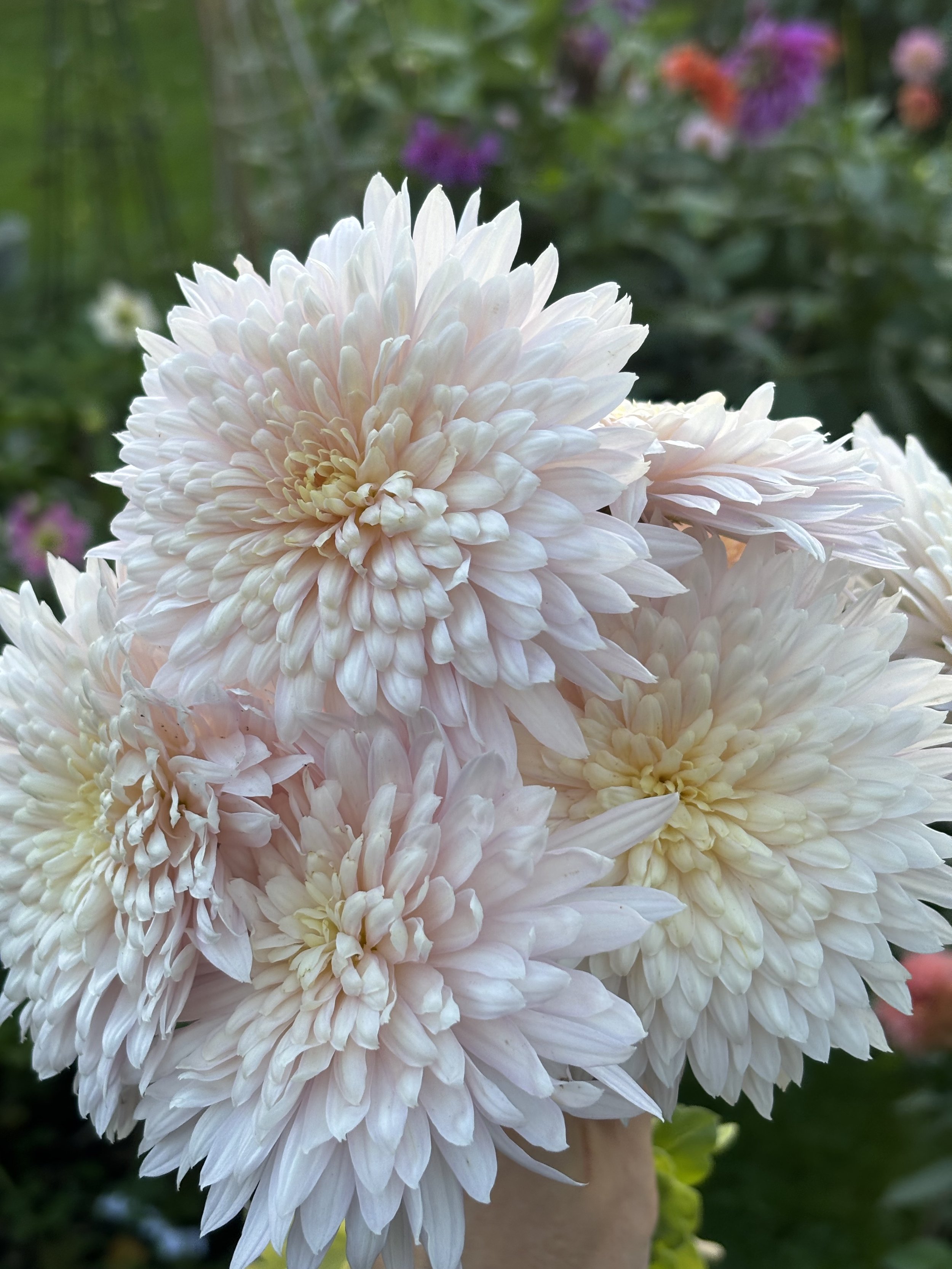 Photo of Maxine Charlton Chrysanthemum