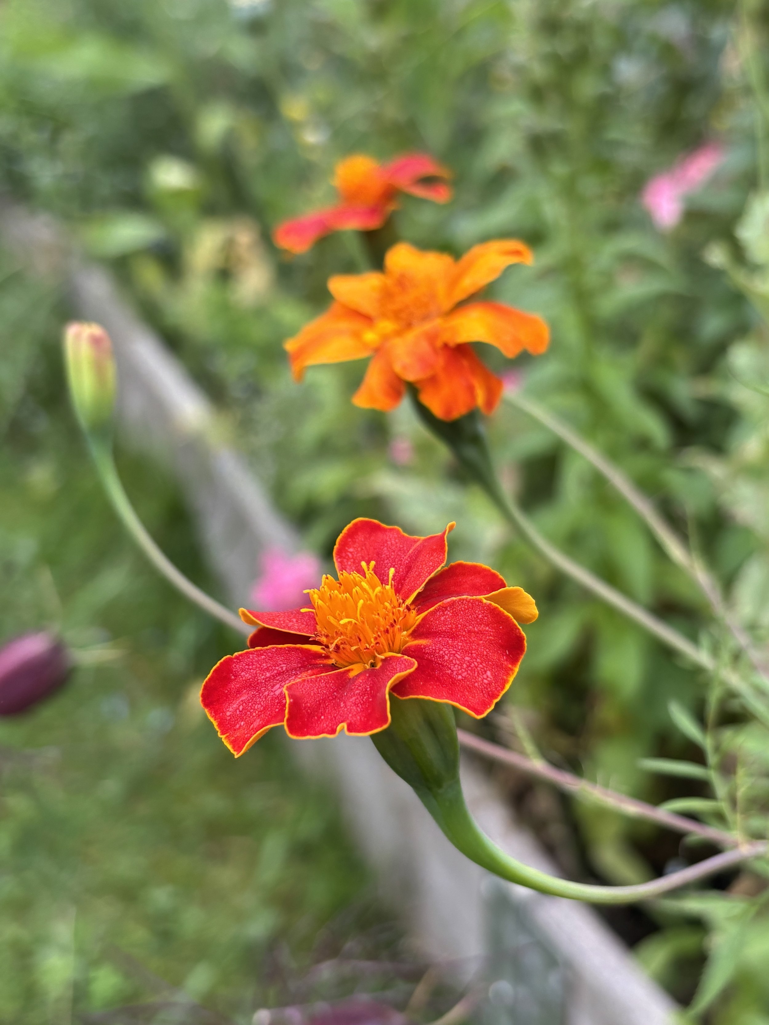 picture of a marigold burning embers tagetes patula