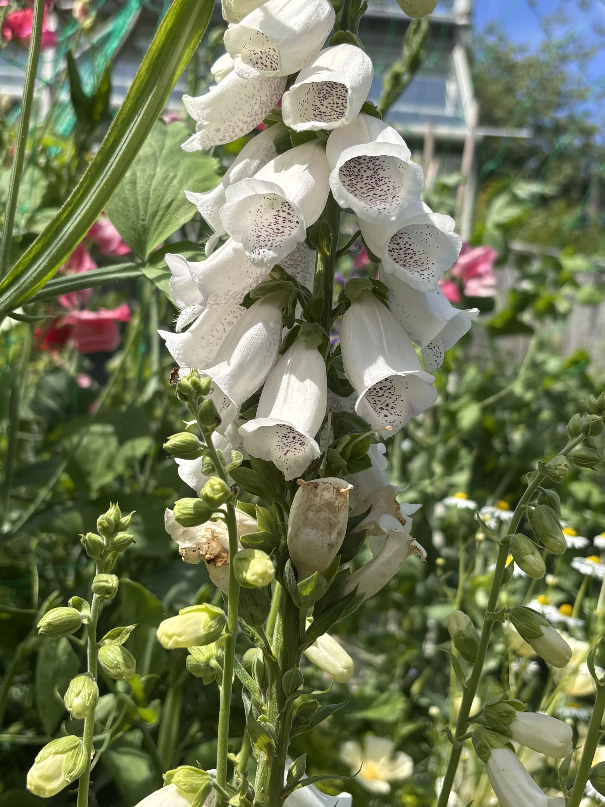 Image of a white foxglove flower