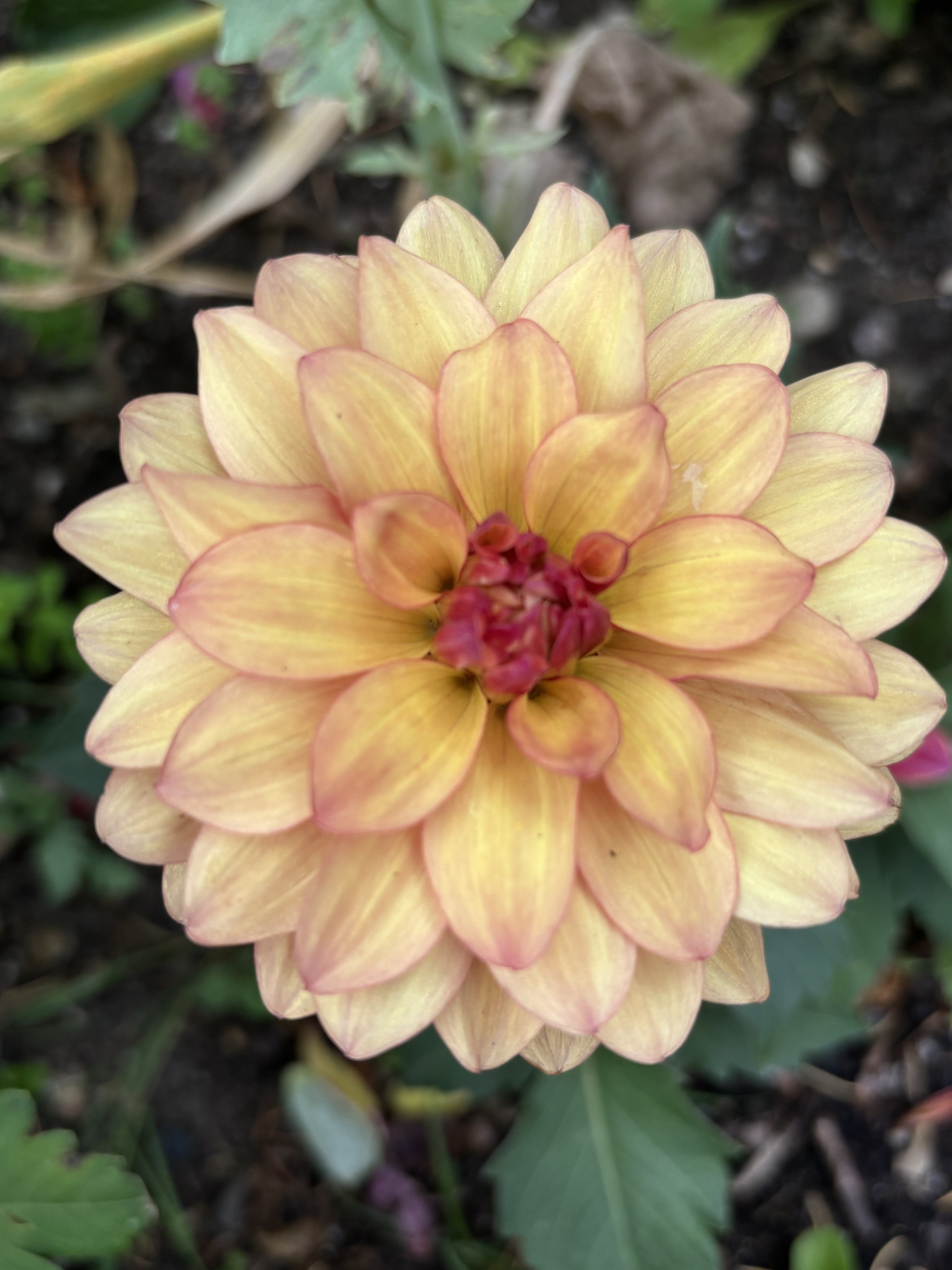 Dahlia "Creme de Cognac"