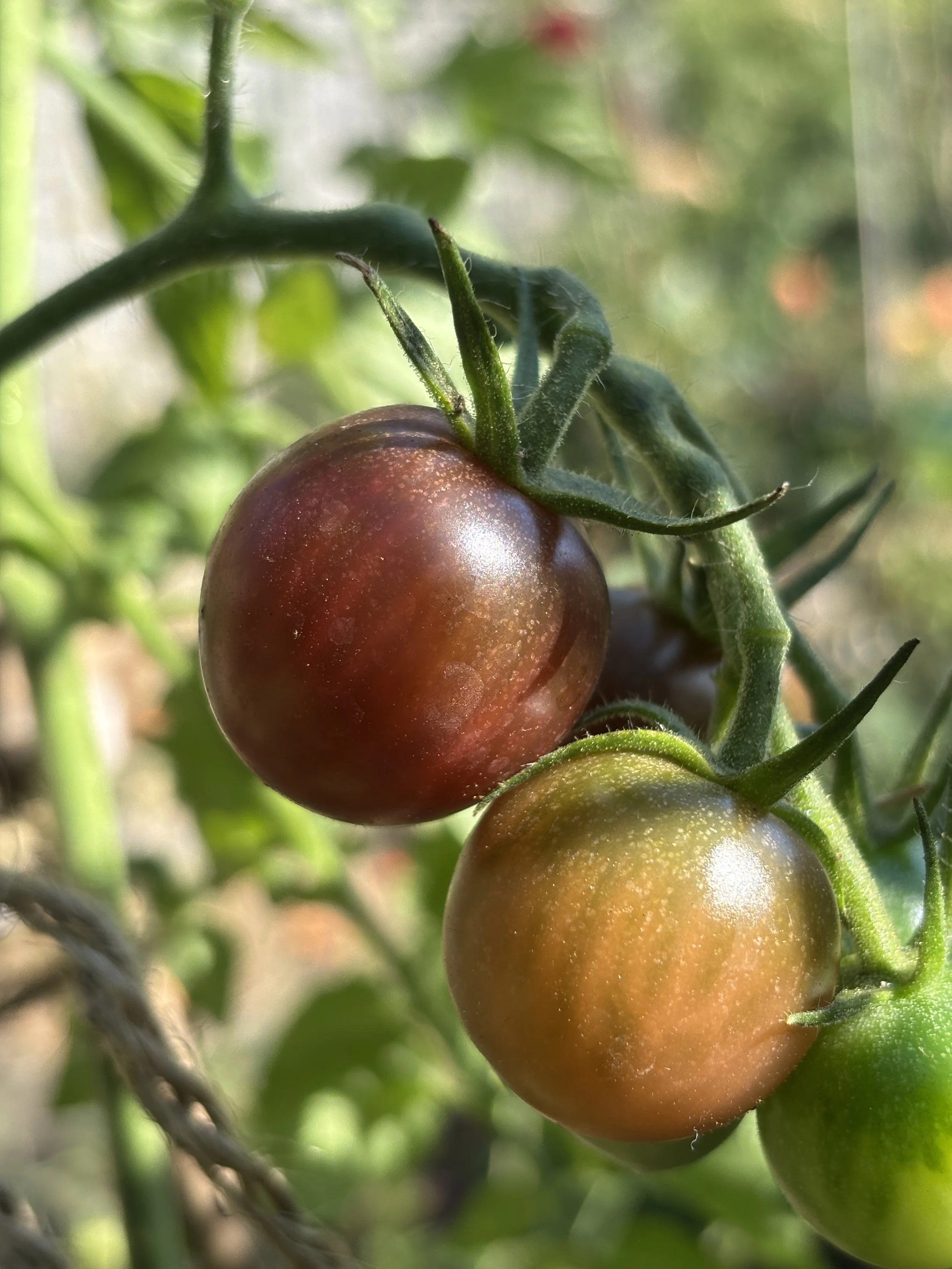 Image of a tomato Black Opal