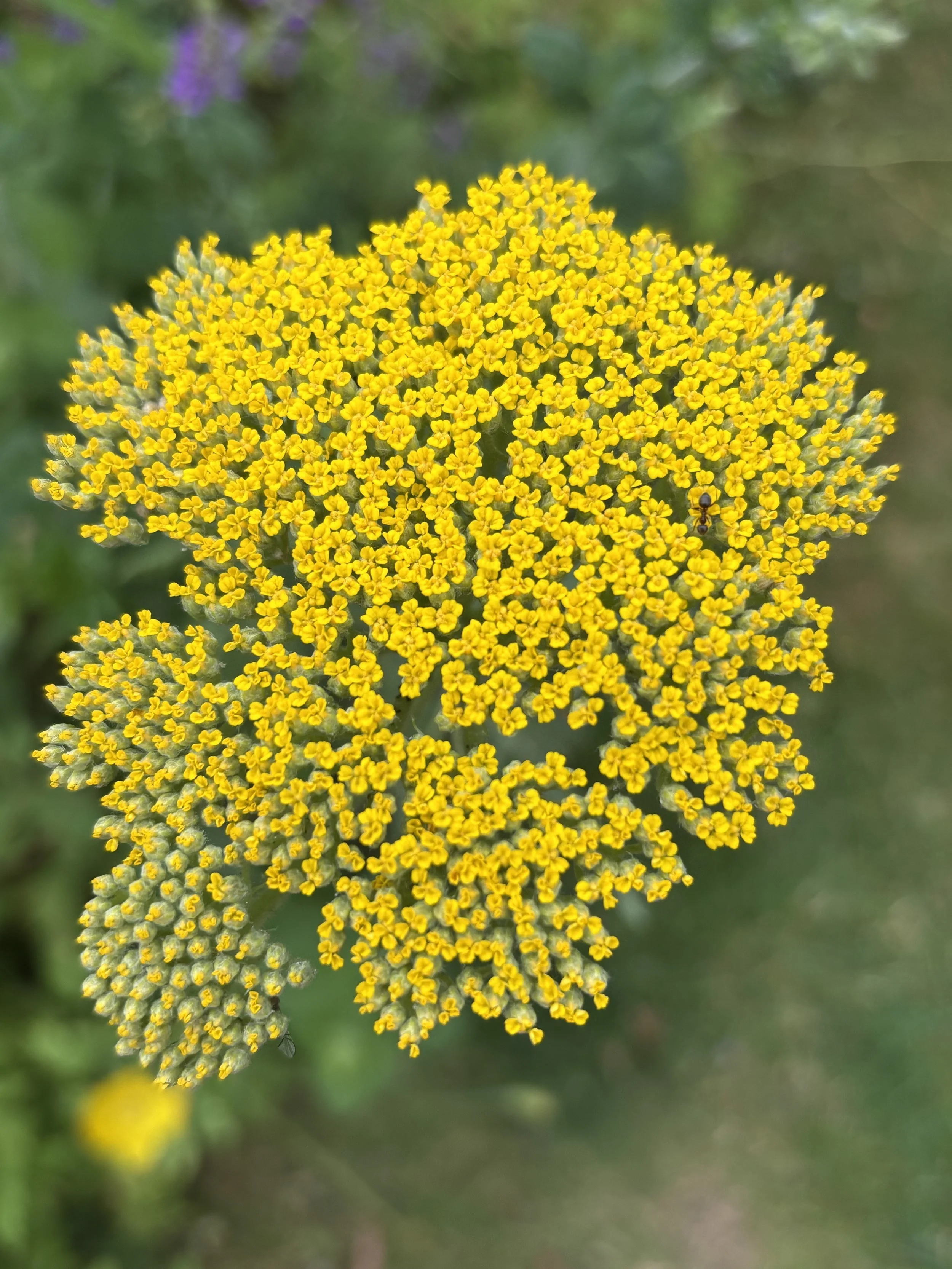 Image of a golden yarrow flower achillea filipendulina