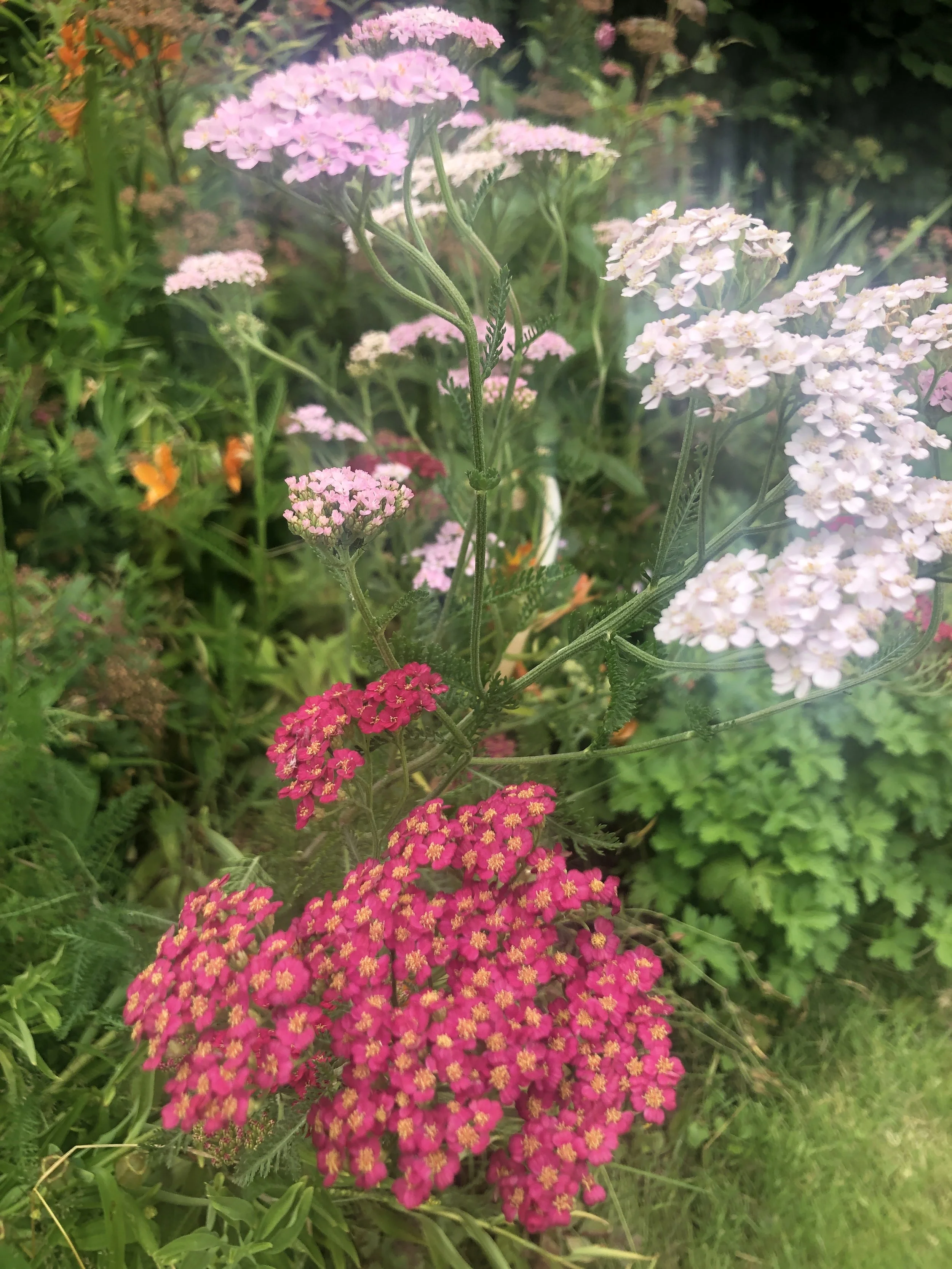 Image of achillea