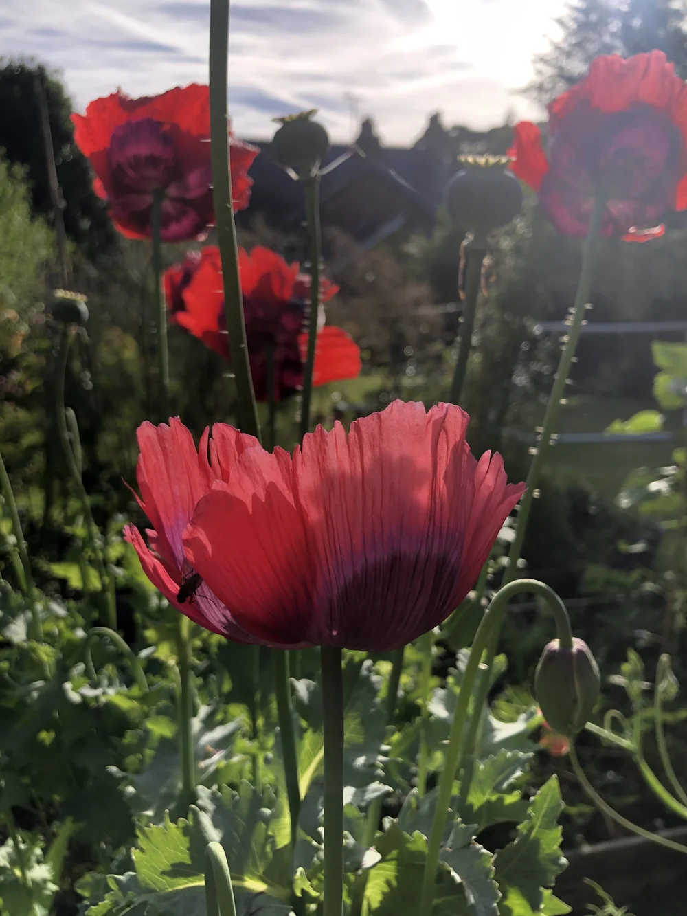 Poppy Mix — Missenden Seeds