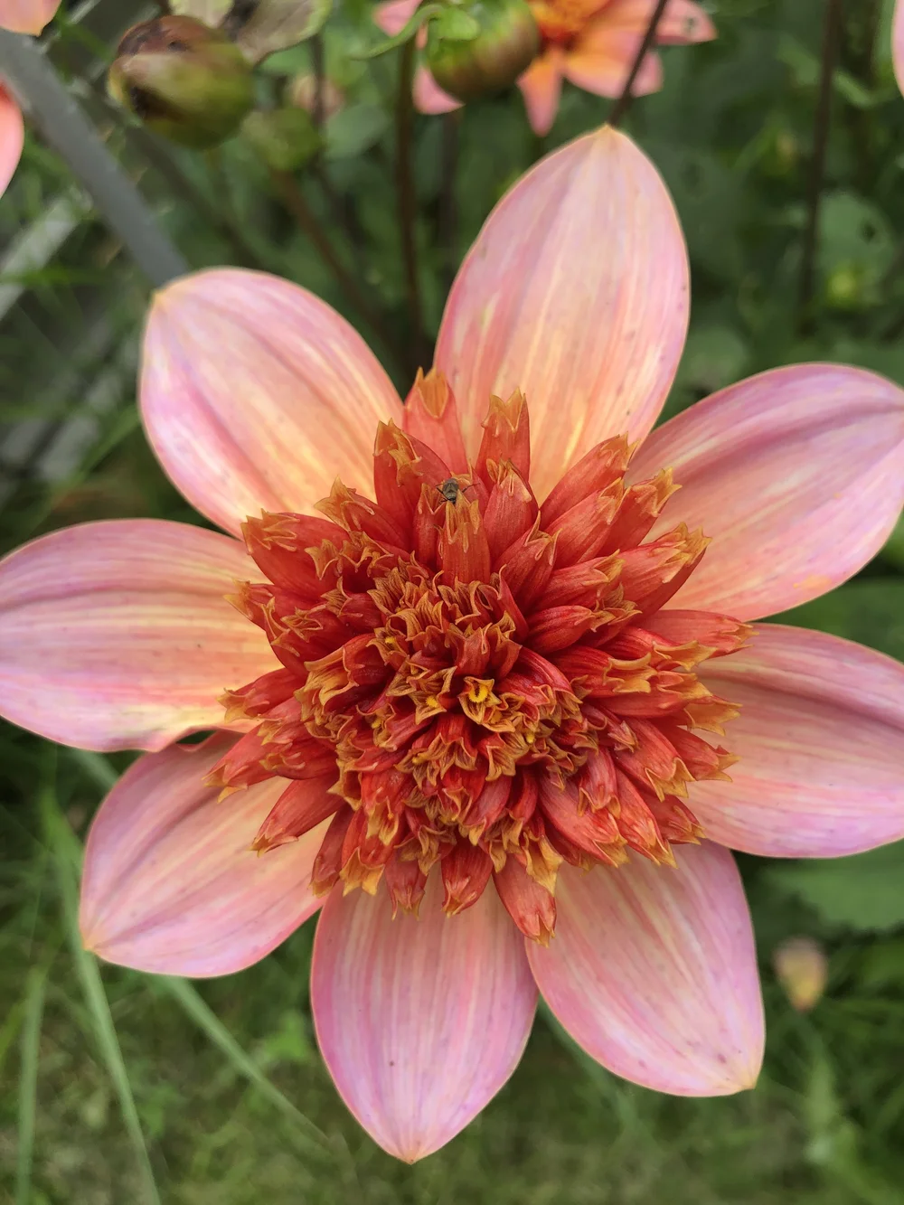 TOMORROWLANDライダースタリアトーレエンメティソブリンbeamsf Dahlia Totally Tangerine — Missenden Seeds
