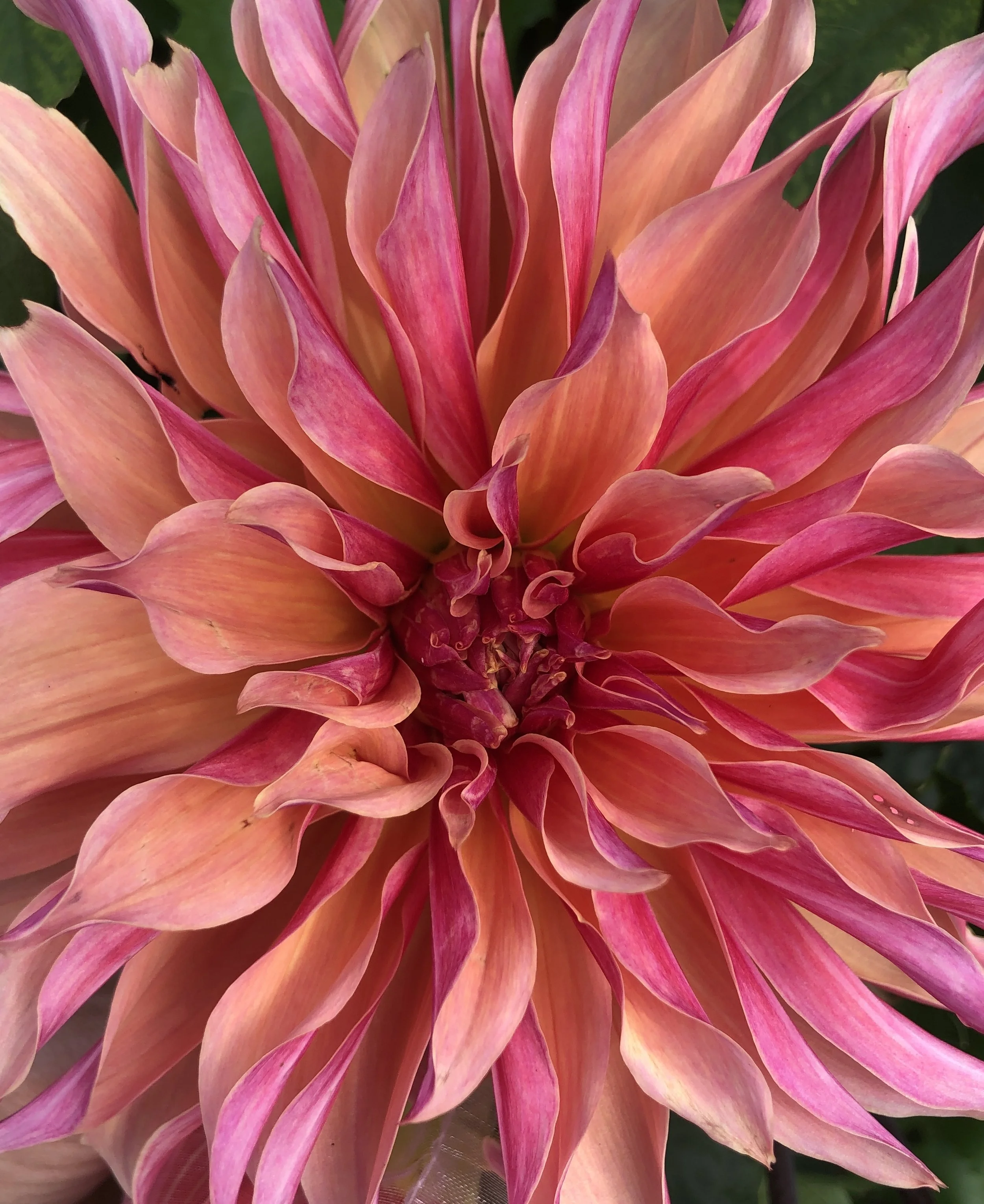 Dahlia Tuber Labyrinth Dinnerplate