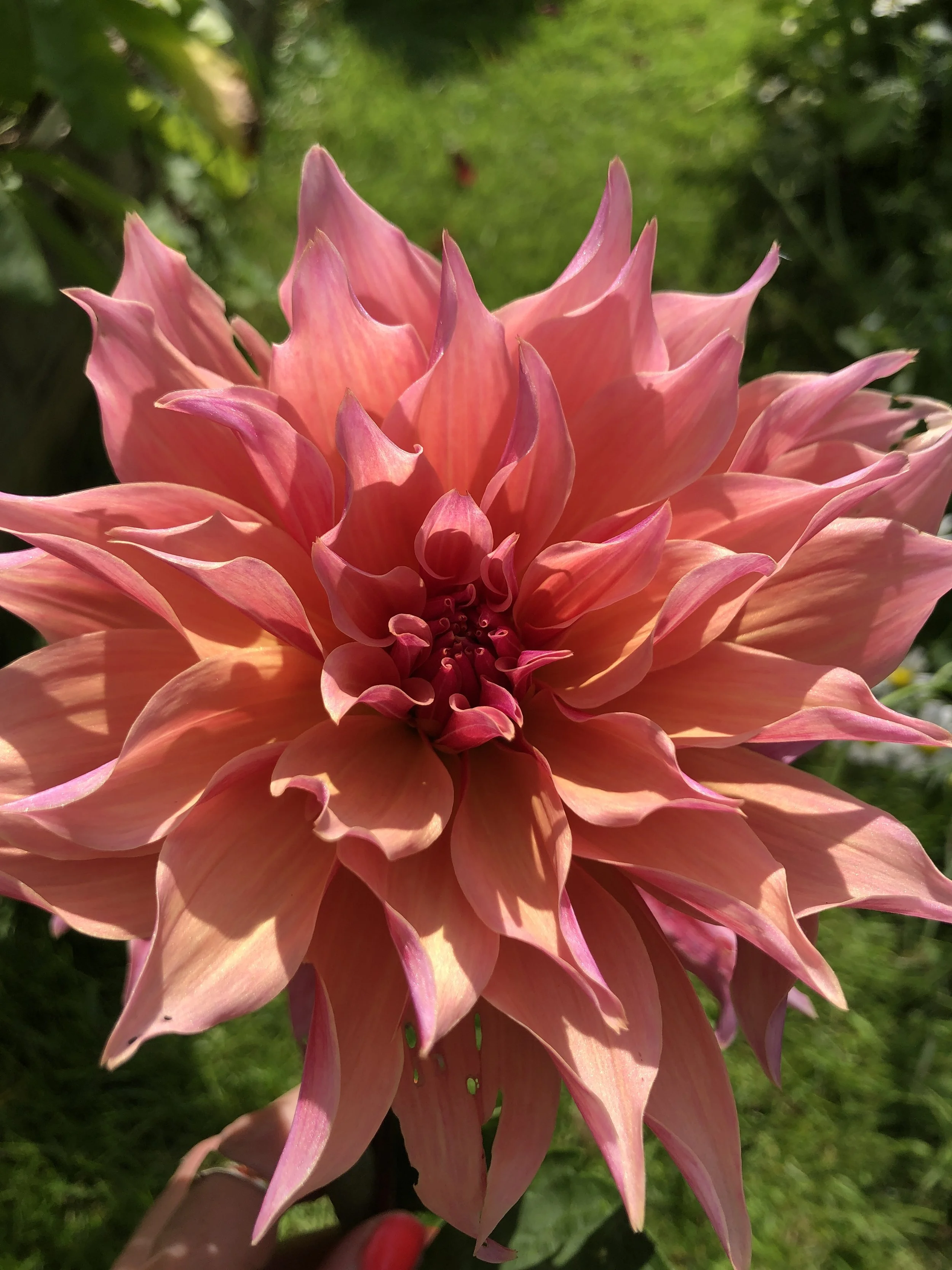 Dahlia Tuber Labyrinth Dinnerplate