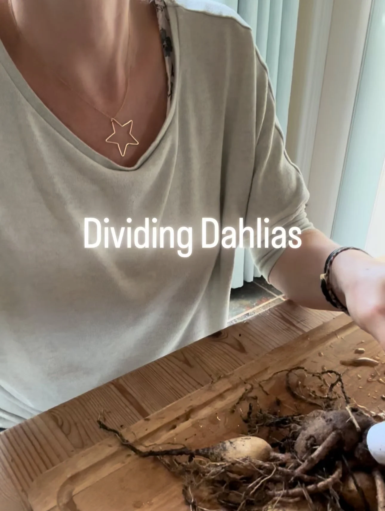 Dividing dahlia tubers