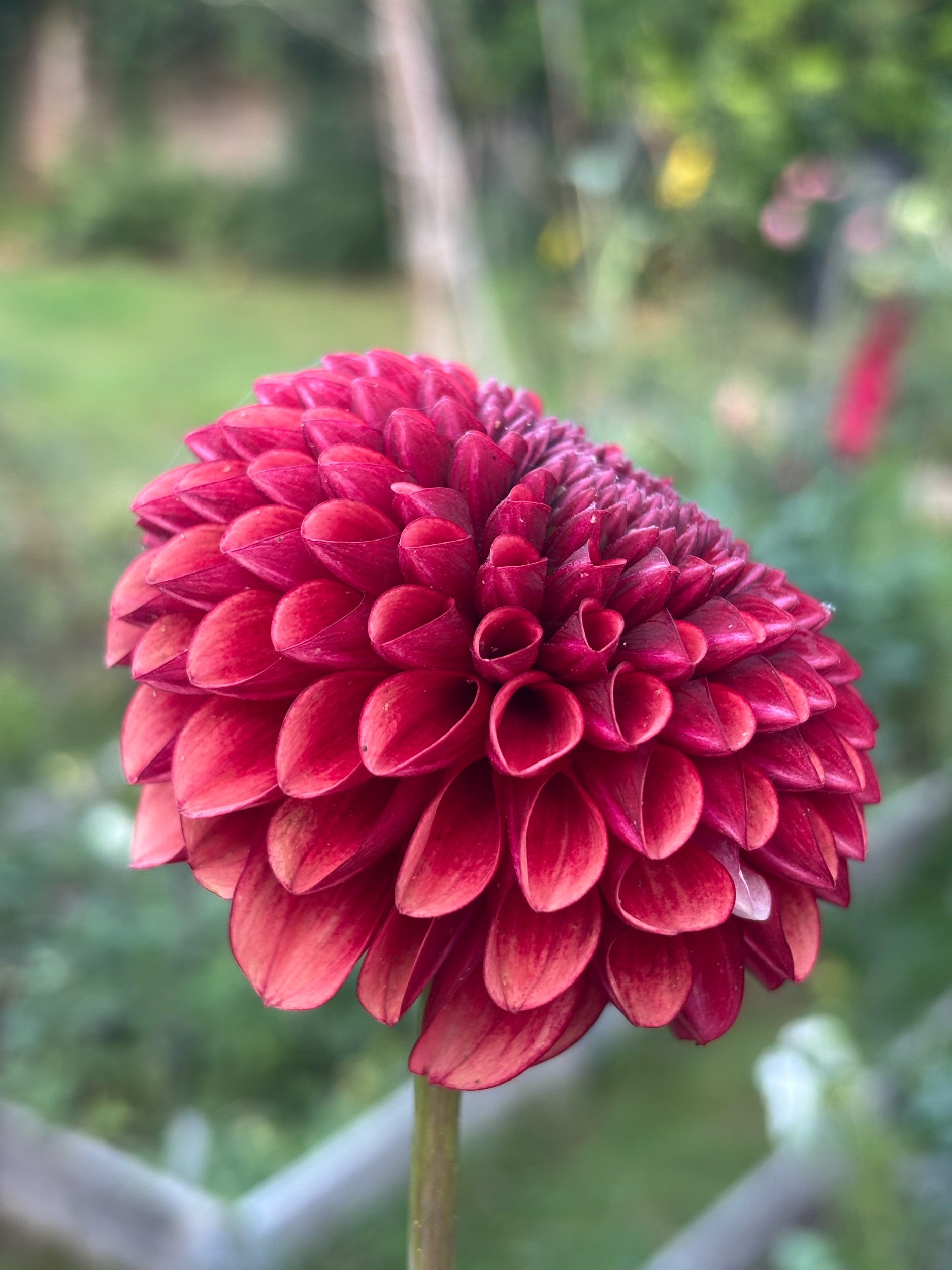 Image of a dahlia copper boy flower