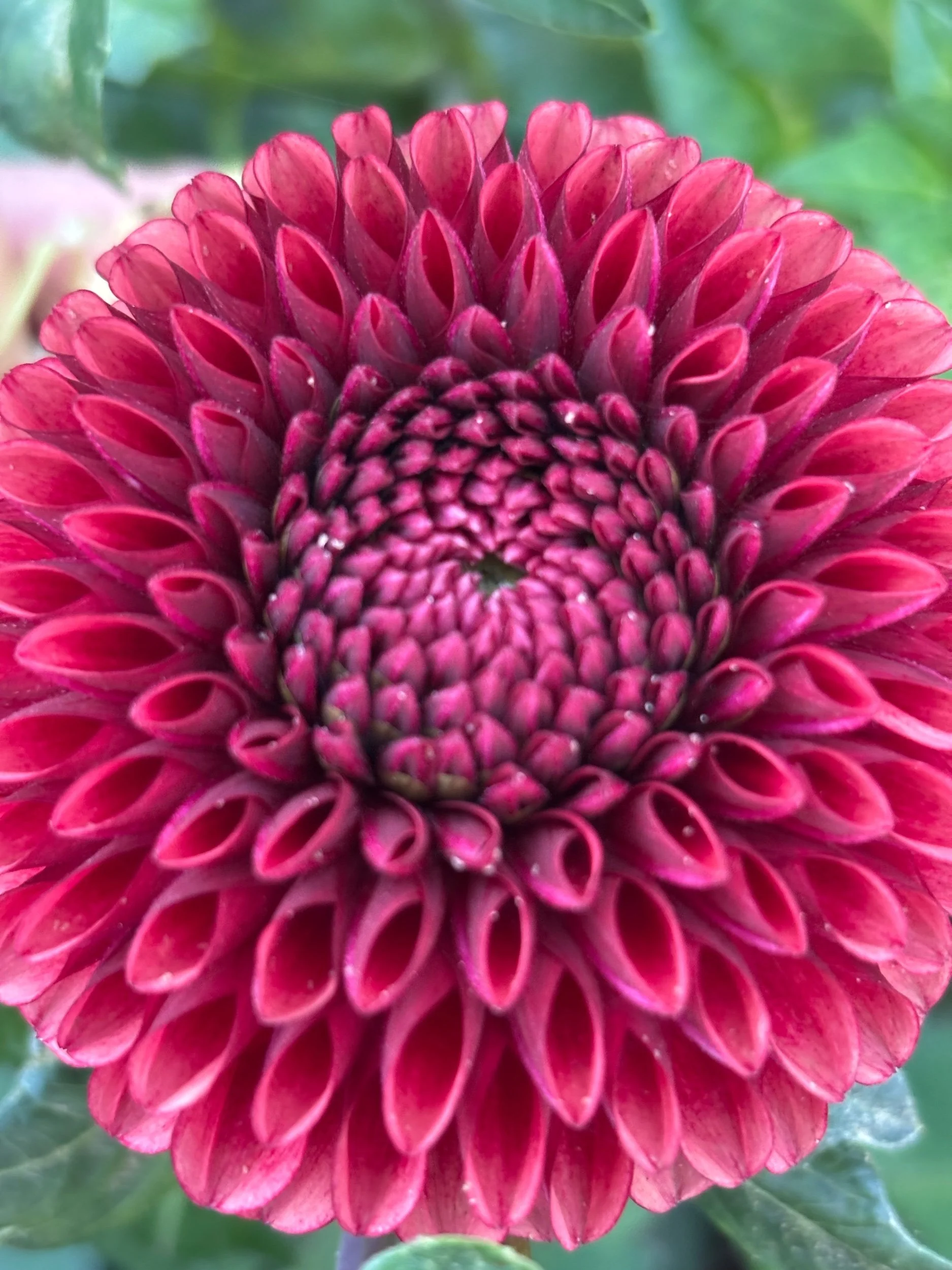 Image of a dahlia copper boy flower