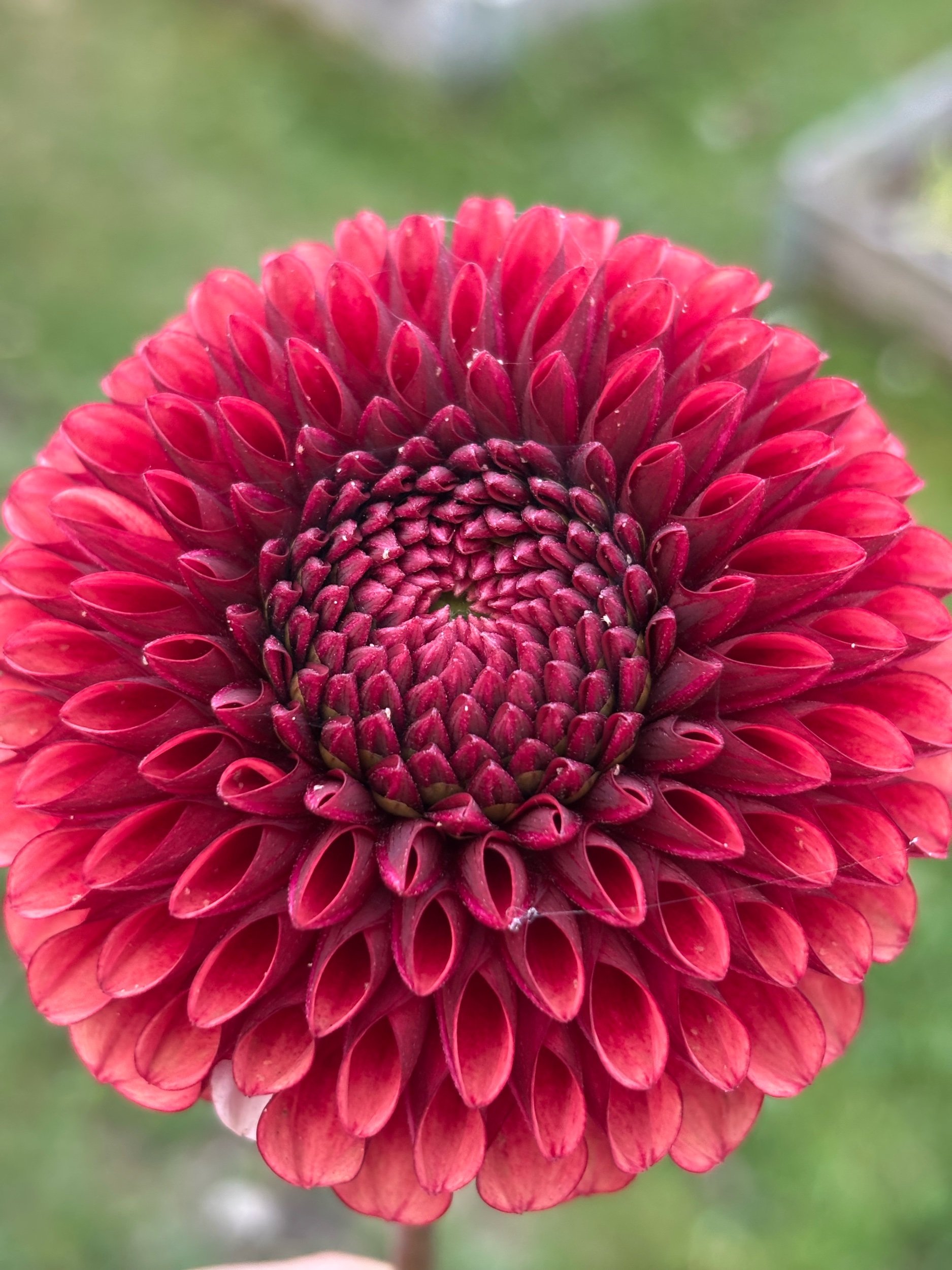 Image of a dahlia copper boy flower