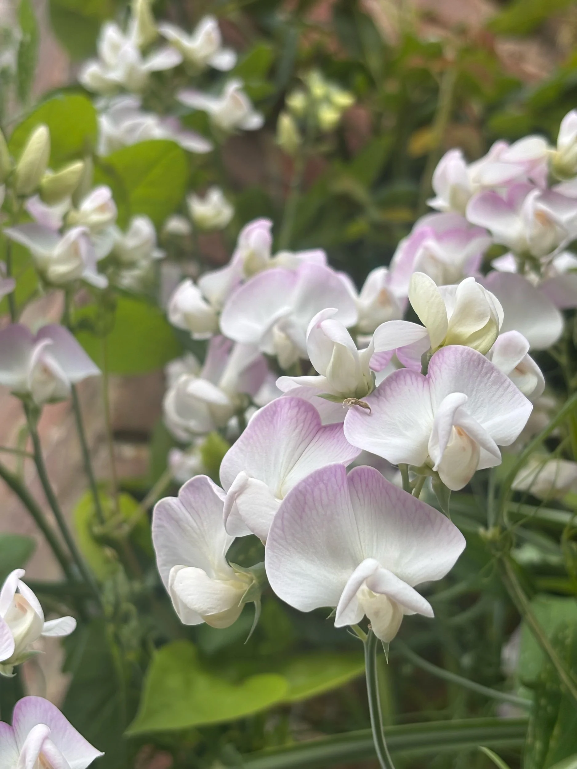 Photo of an everlasting sweet pea pink pearl
