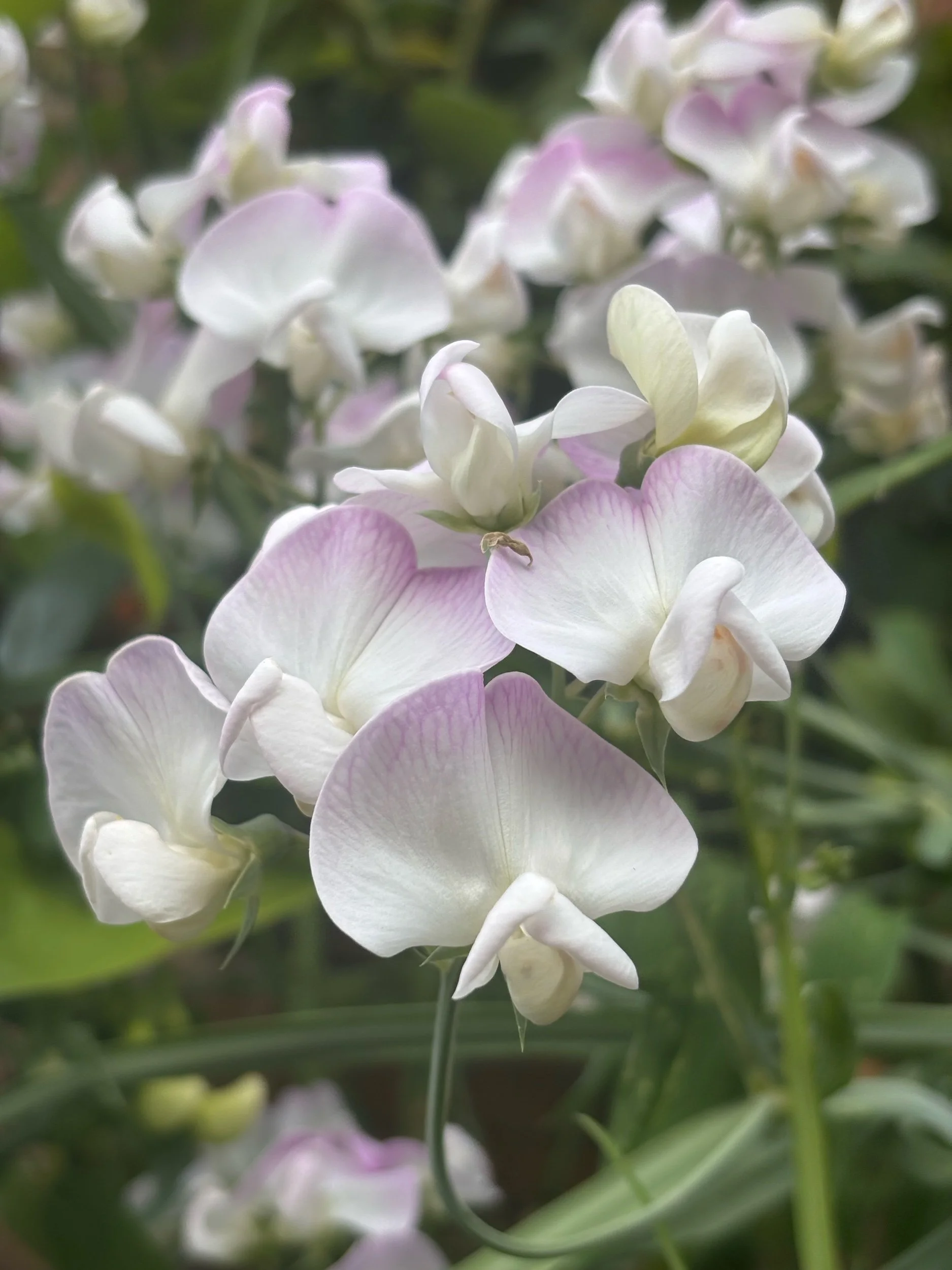 Perennial Sweet Pea "Pink Pearl"