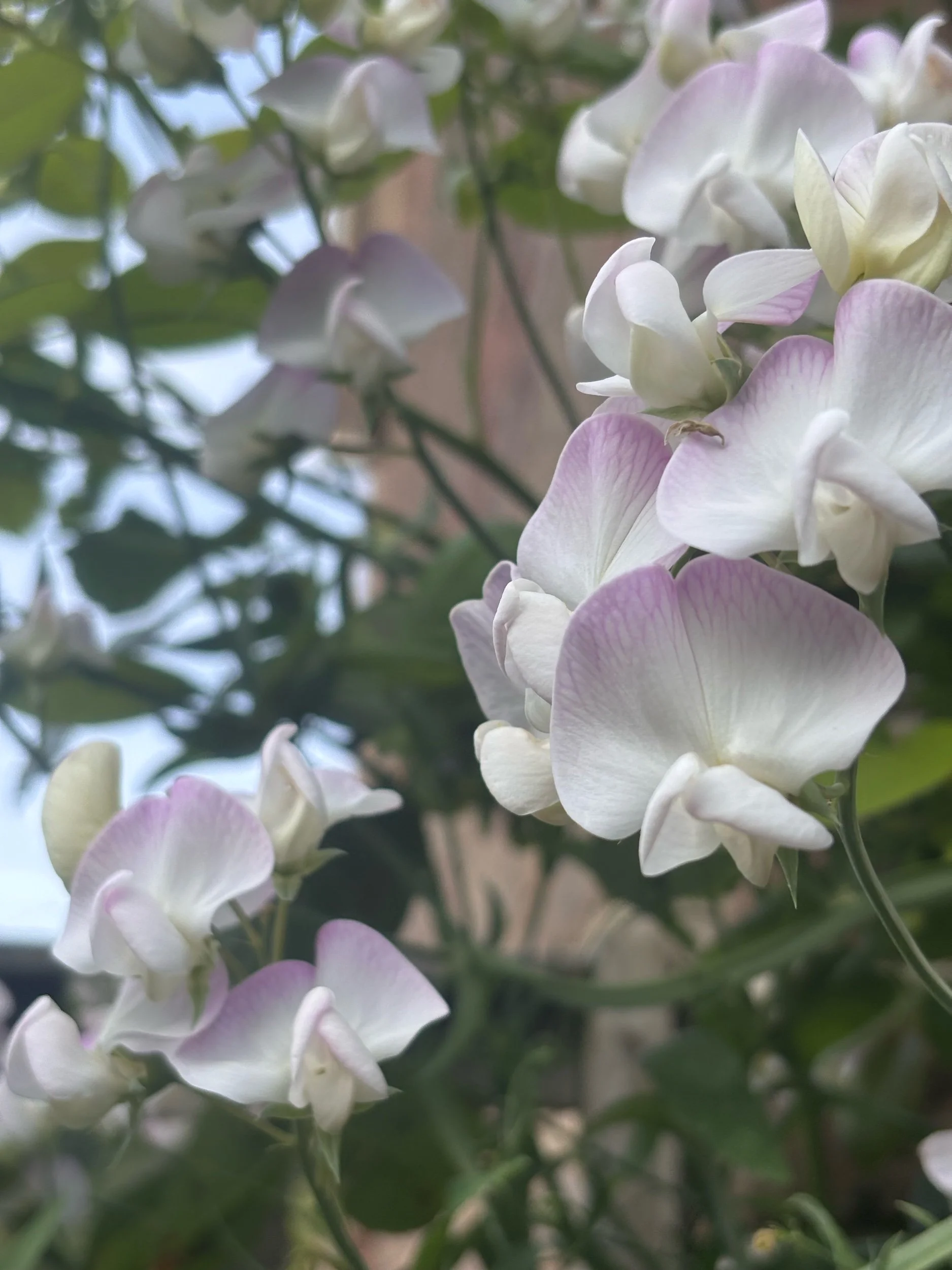 Photo of an everlasting sweet pea pink pearl