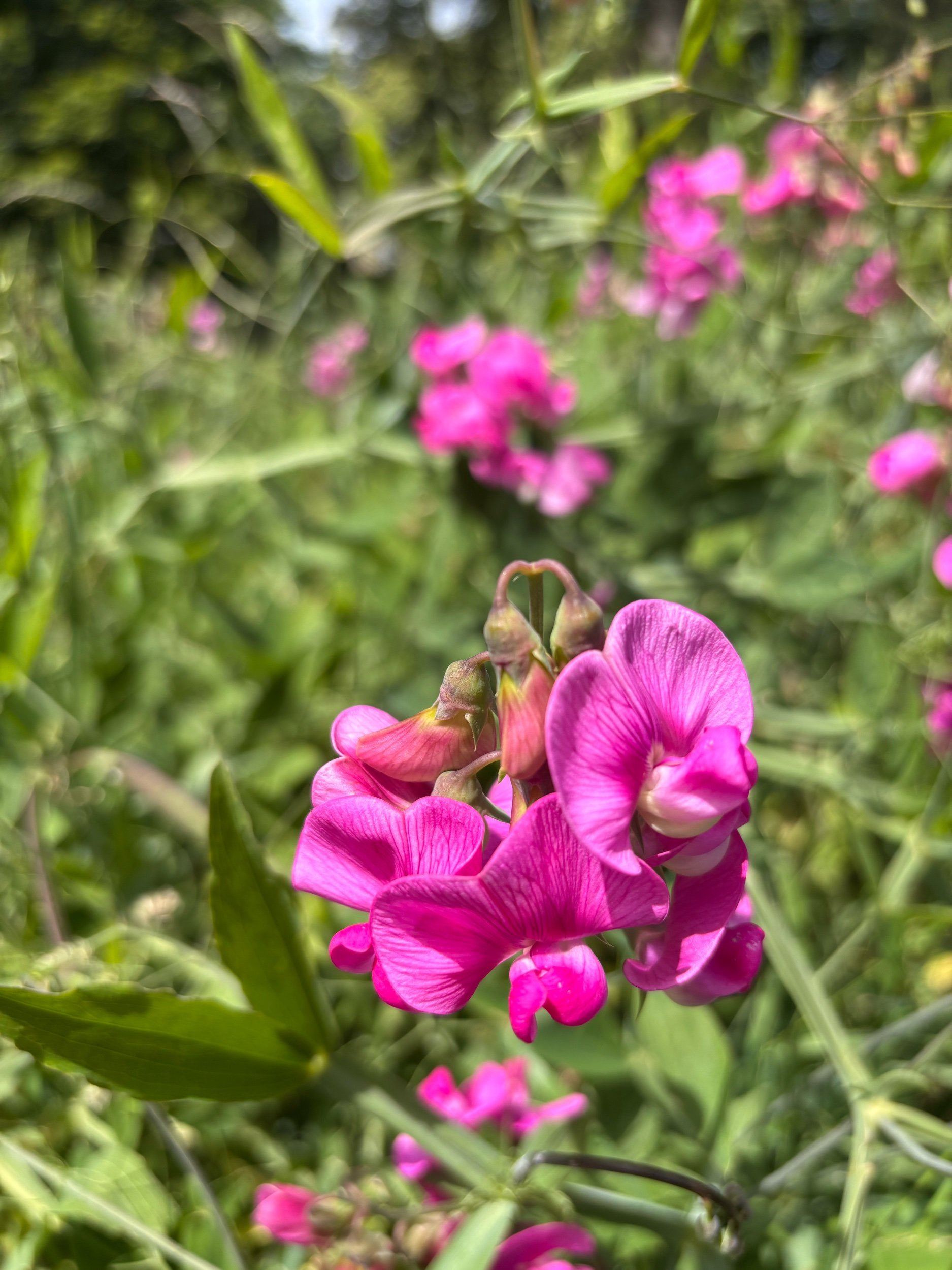 Image of a perennial sweet pea Red Pearl