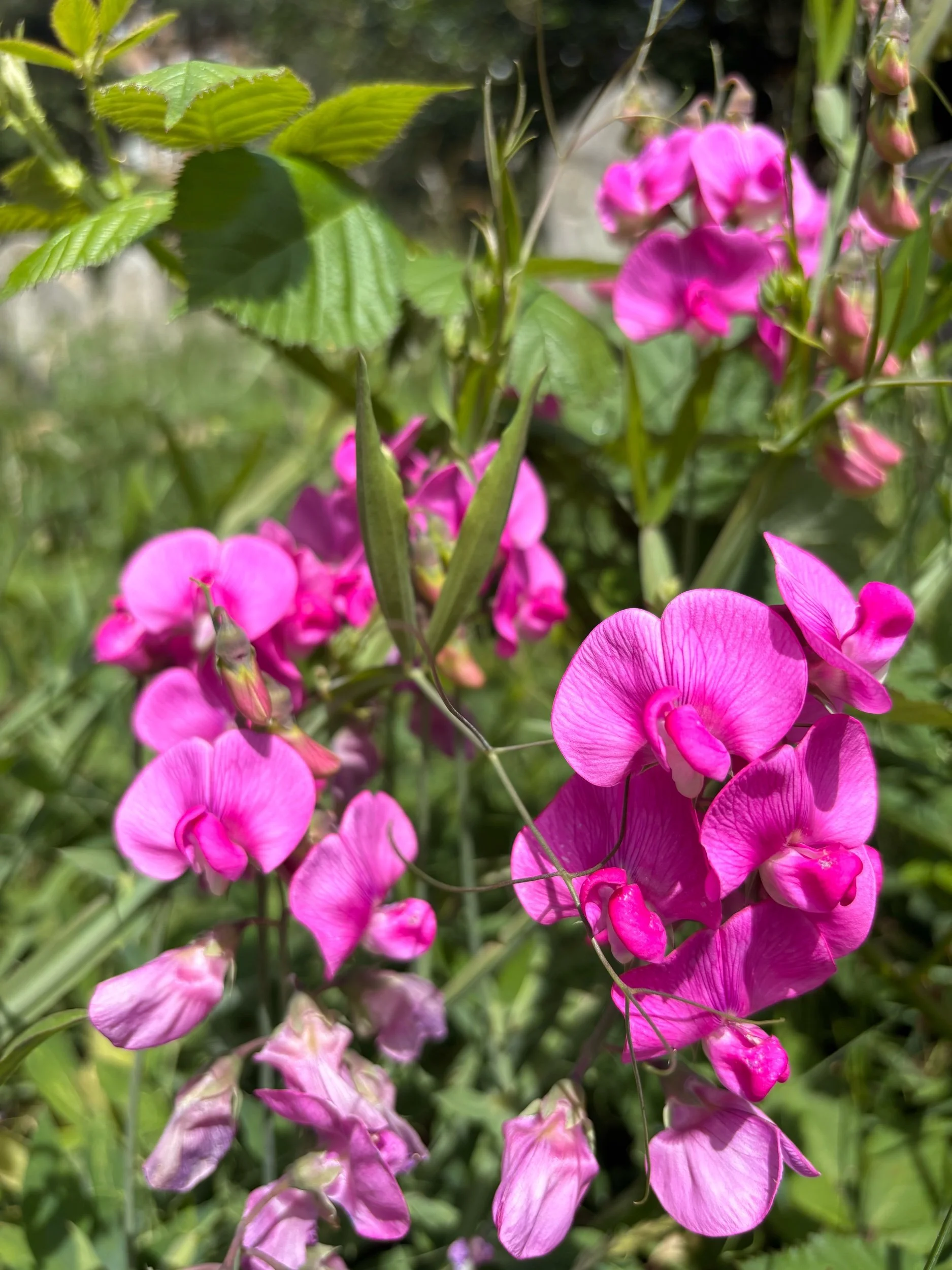 Image of a perennial sweet pea Red Pearl