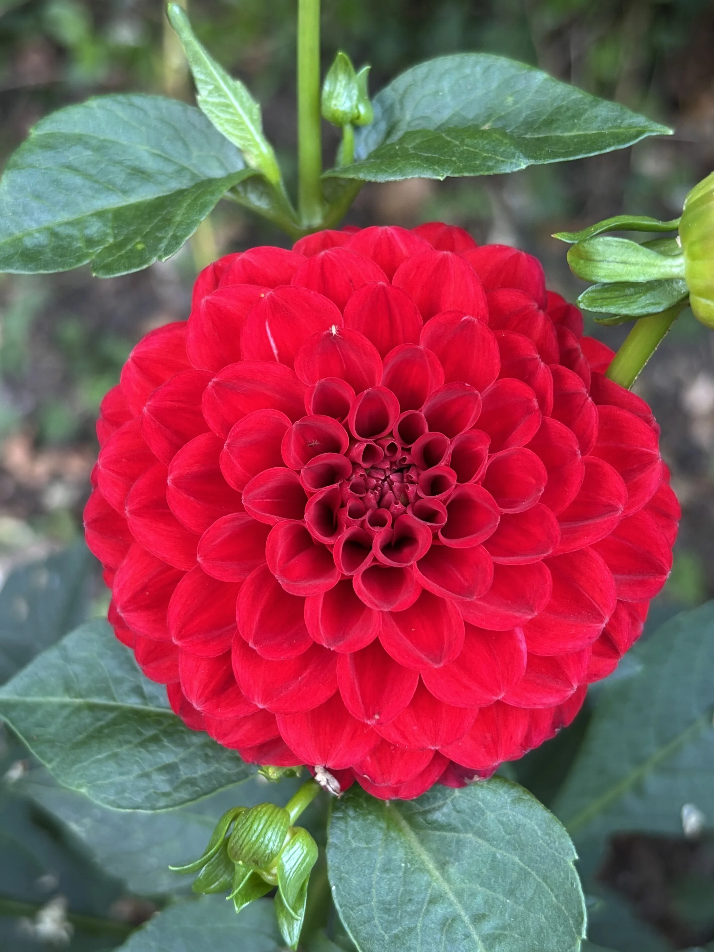 Picture of a red pompon dahlia