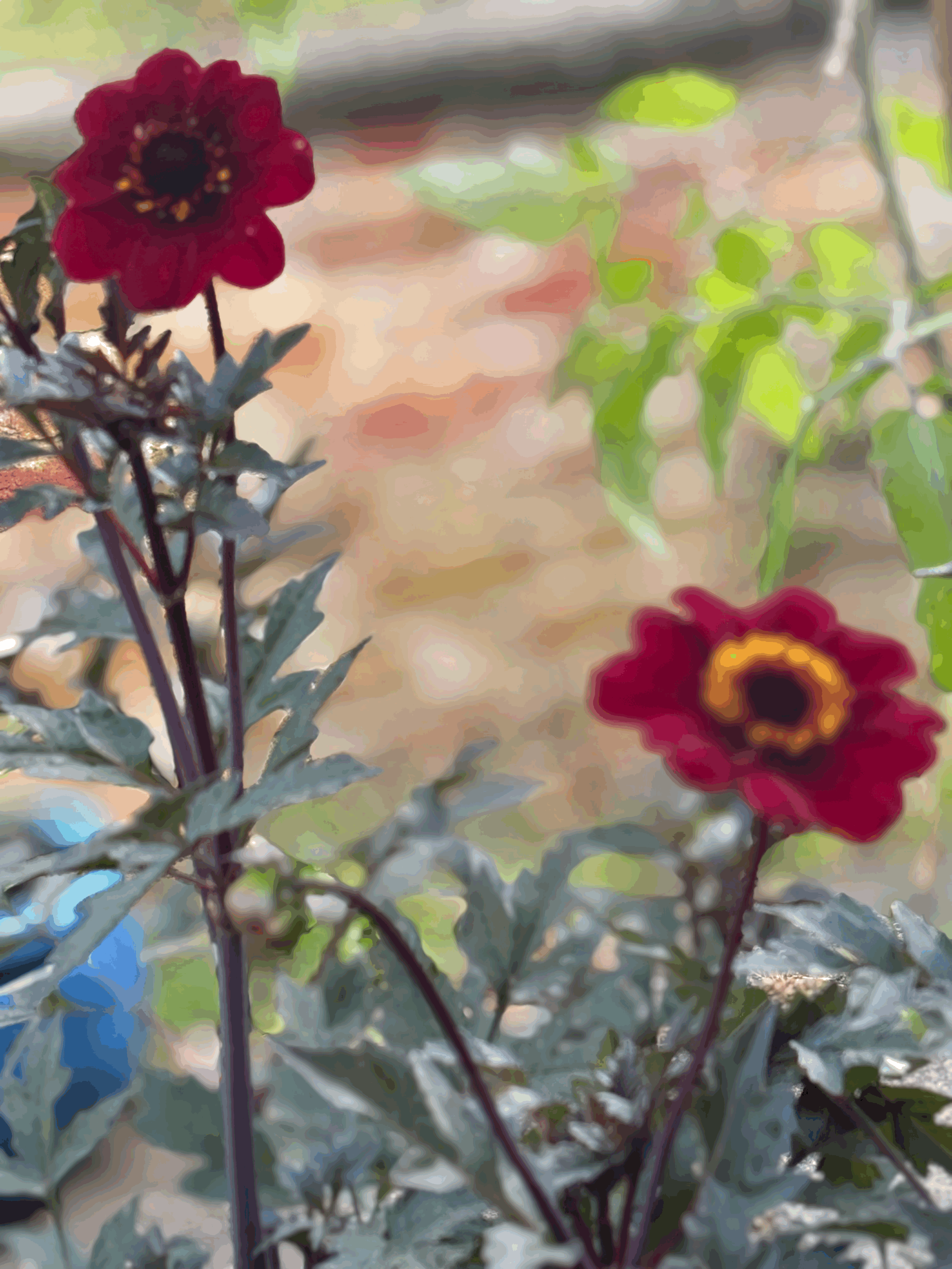 Picture of a Bishop of Auckland Dahlia flower