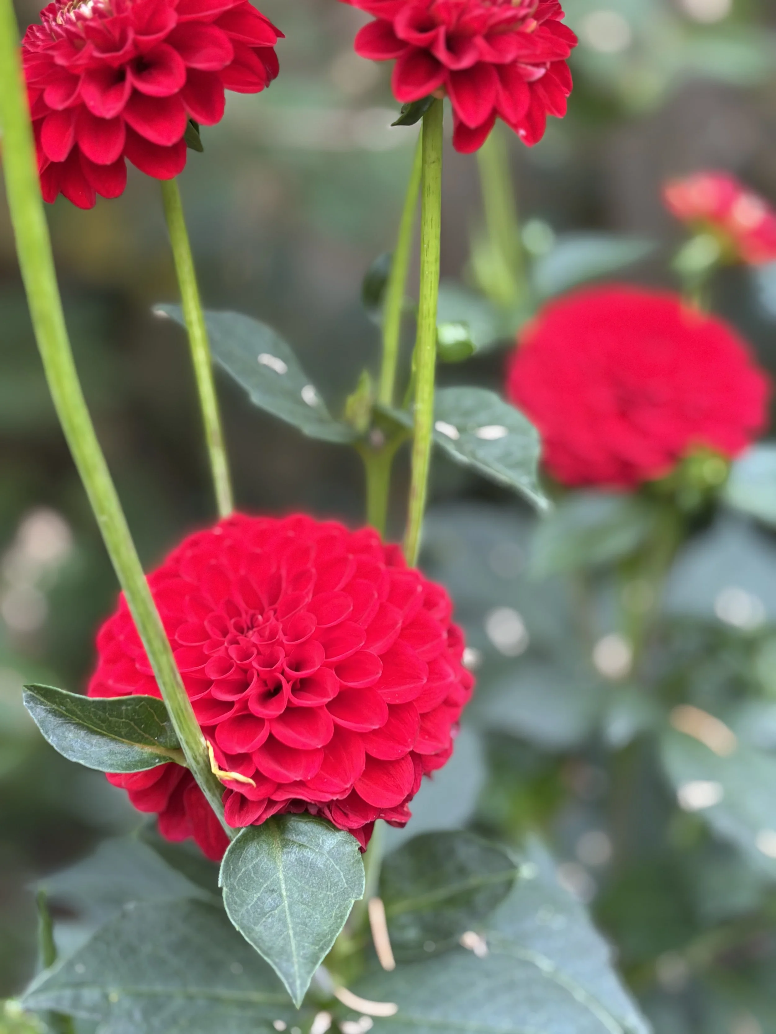 Picture of a red pompon dahlia
