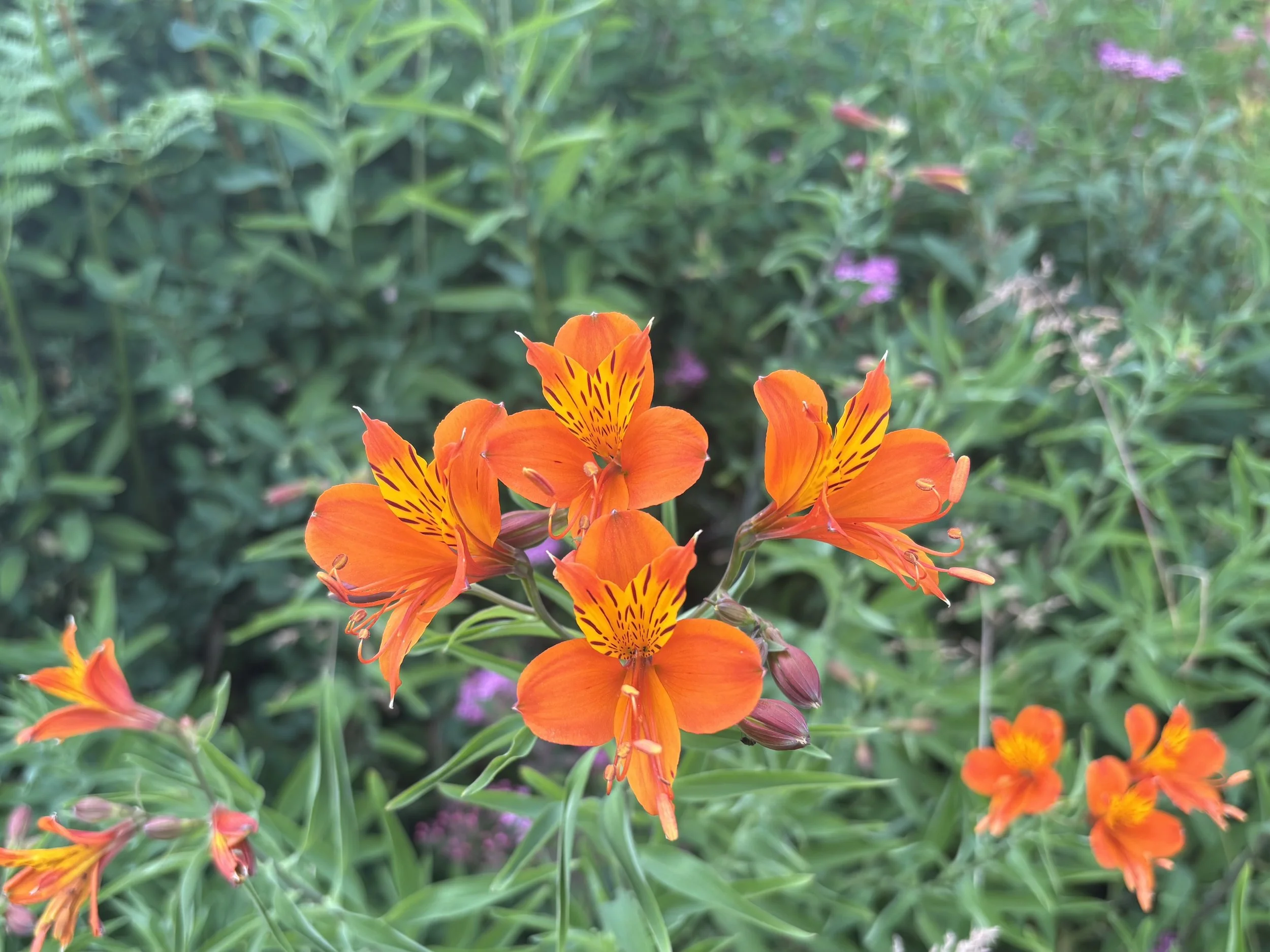 Alstroemeria aurantiaca (Peruvian Lily)