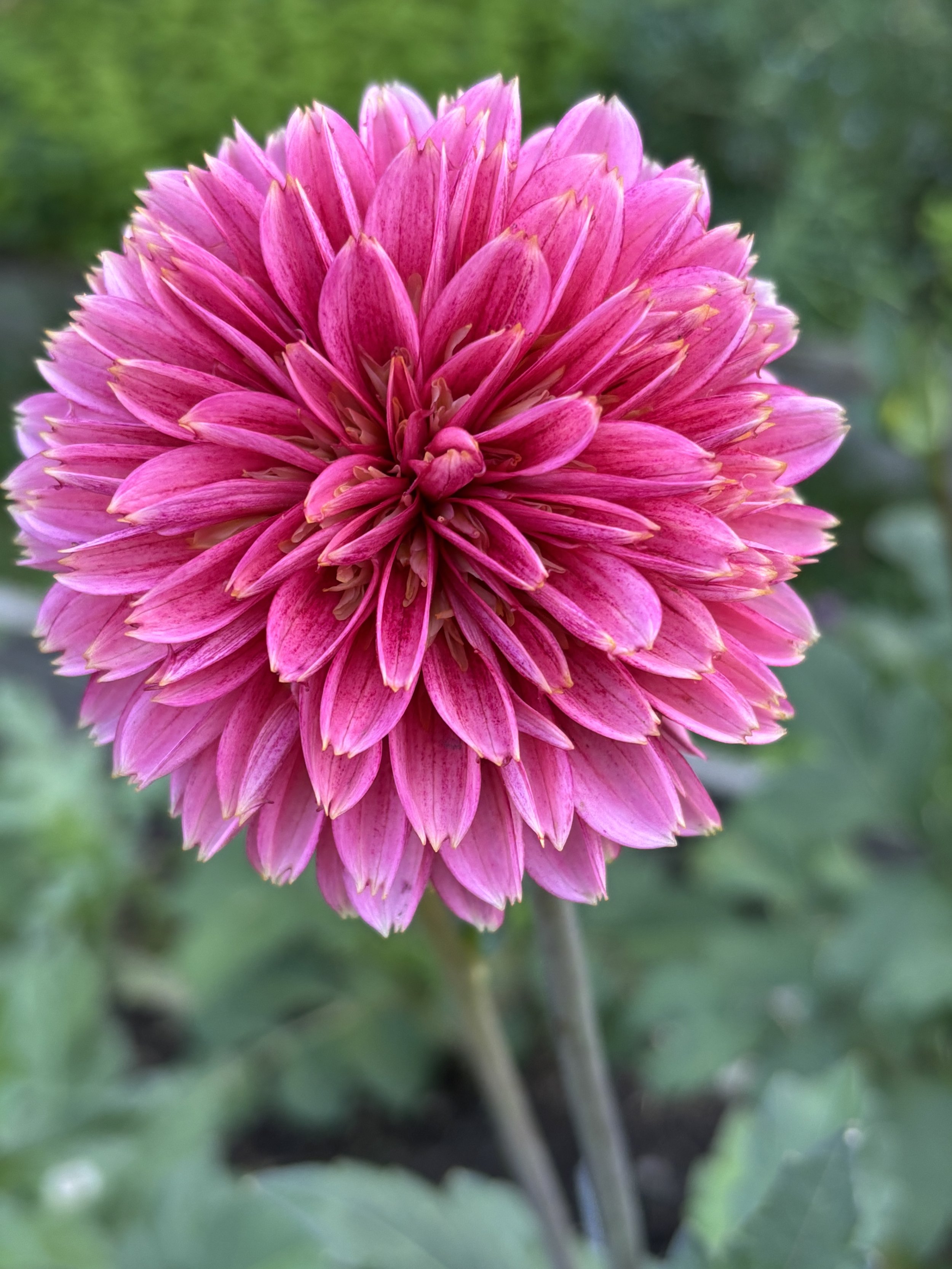 Dahlia "Alyshia"