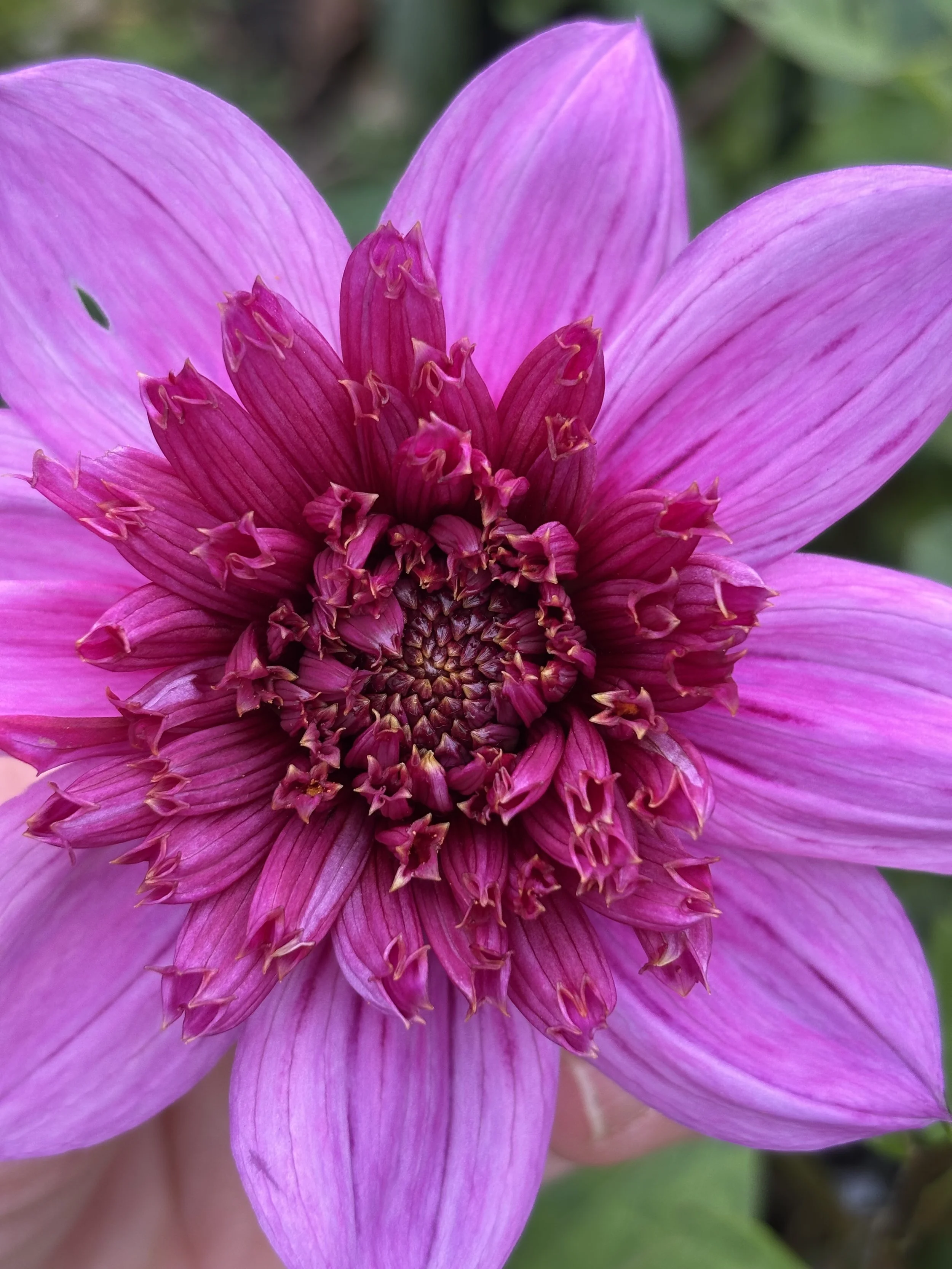 Picture of blue bayou dahlia