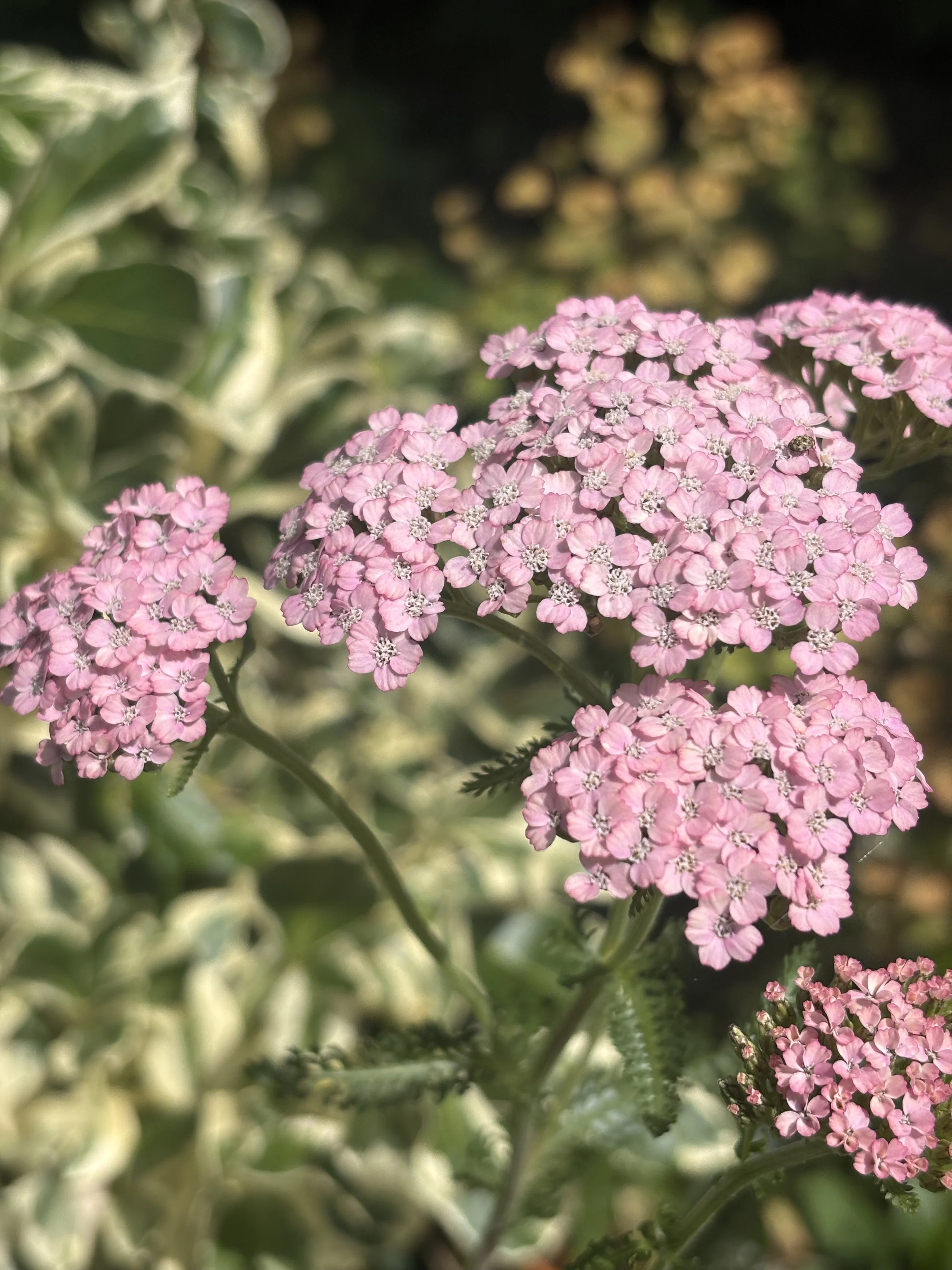 Image of achillea millefolium