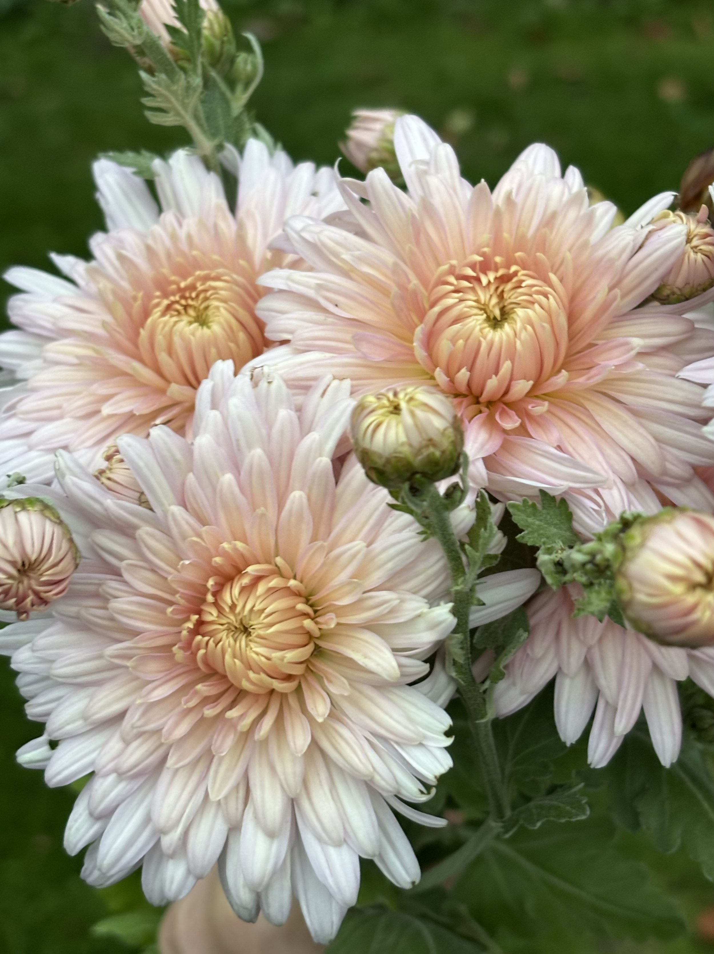 Chrysanthemum "Maxine Charlton" Mini Plant