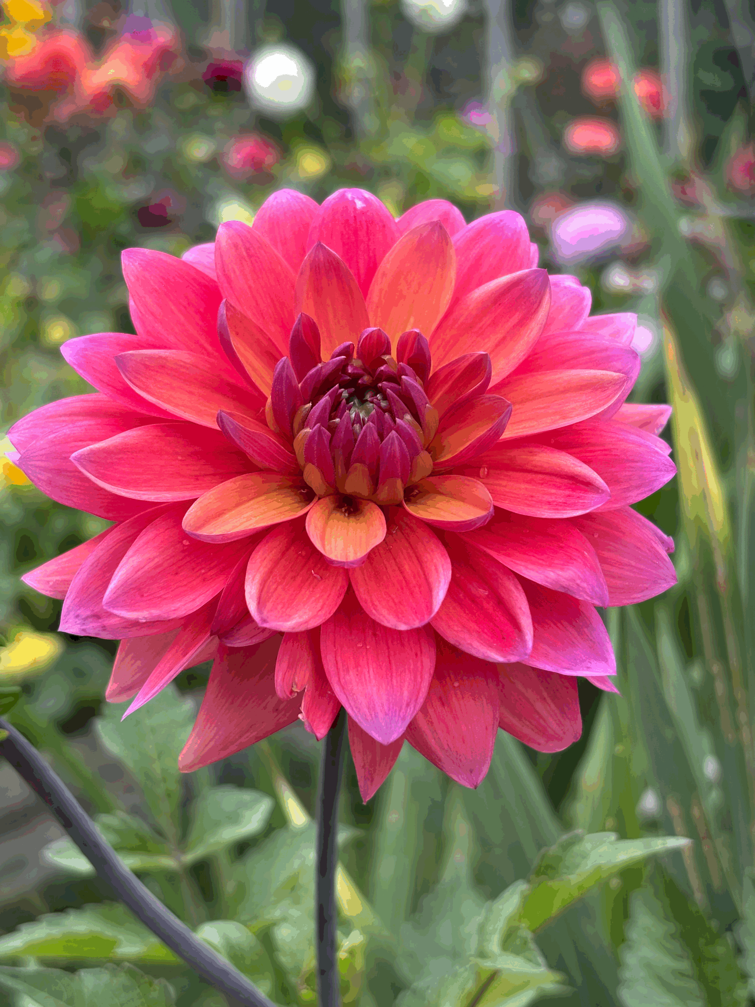 Picture of a Dahlia American Dawn flower