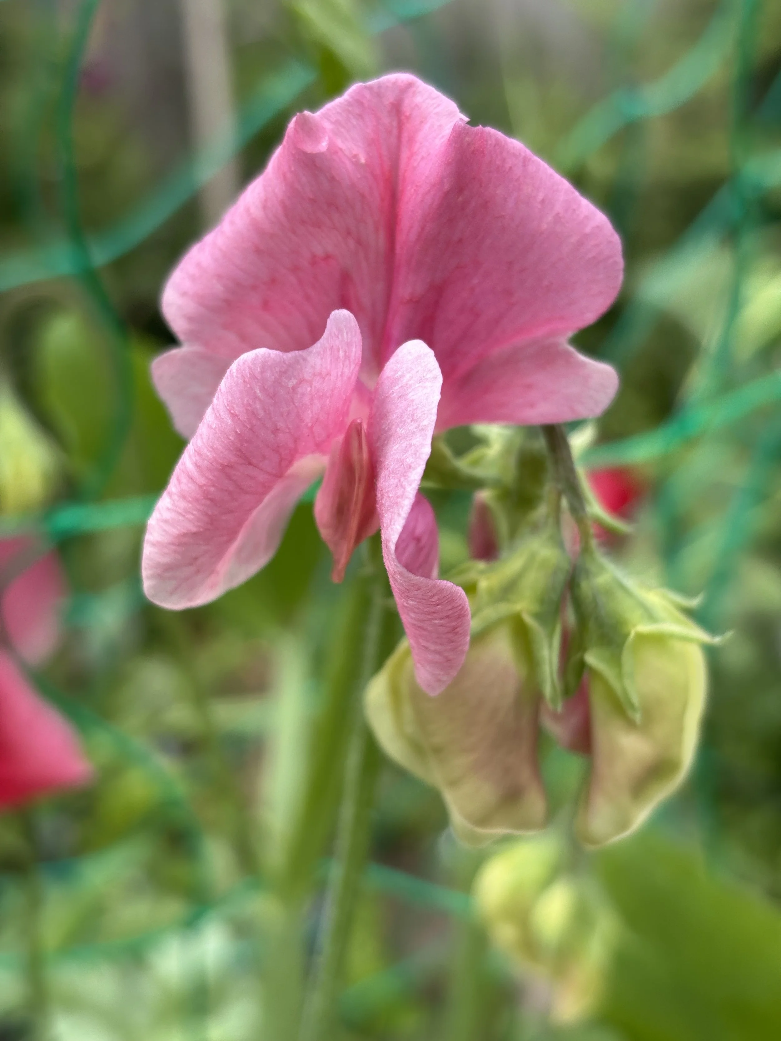 Sweet Pea MM Seeds