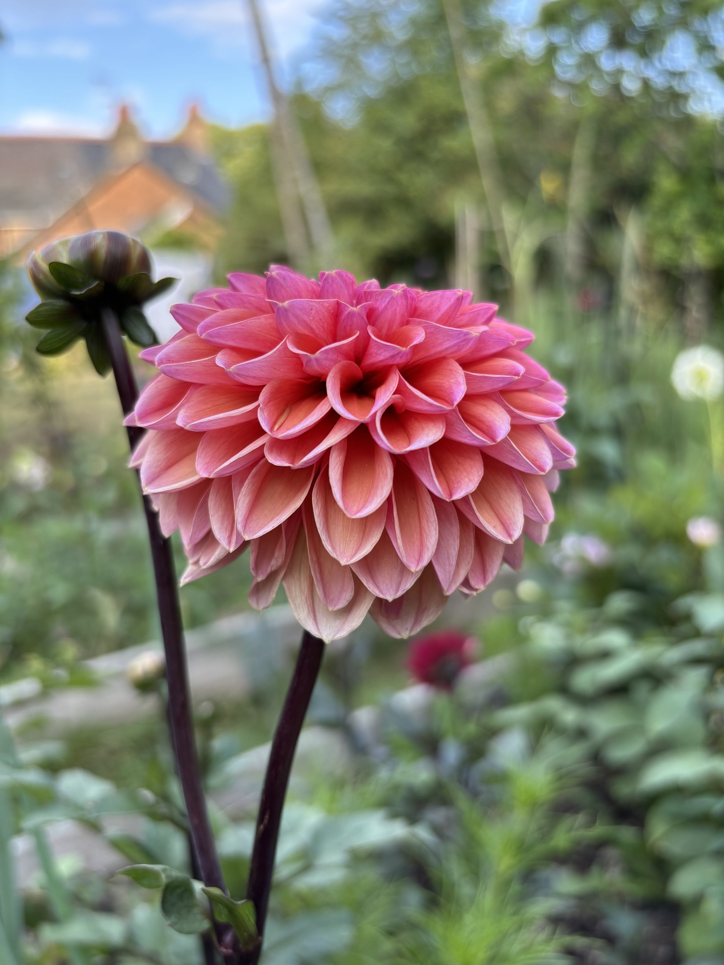 Picture of a Jowey Winnie dahlia flower