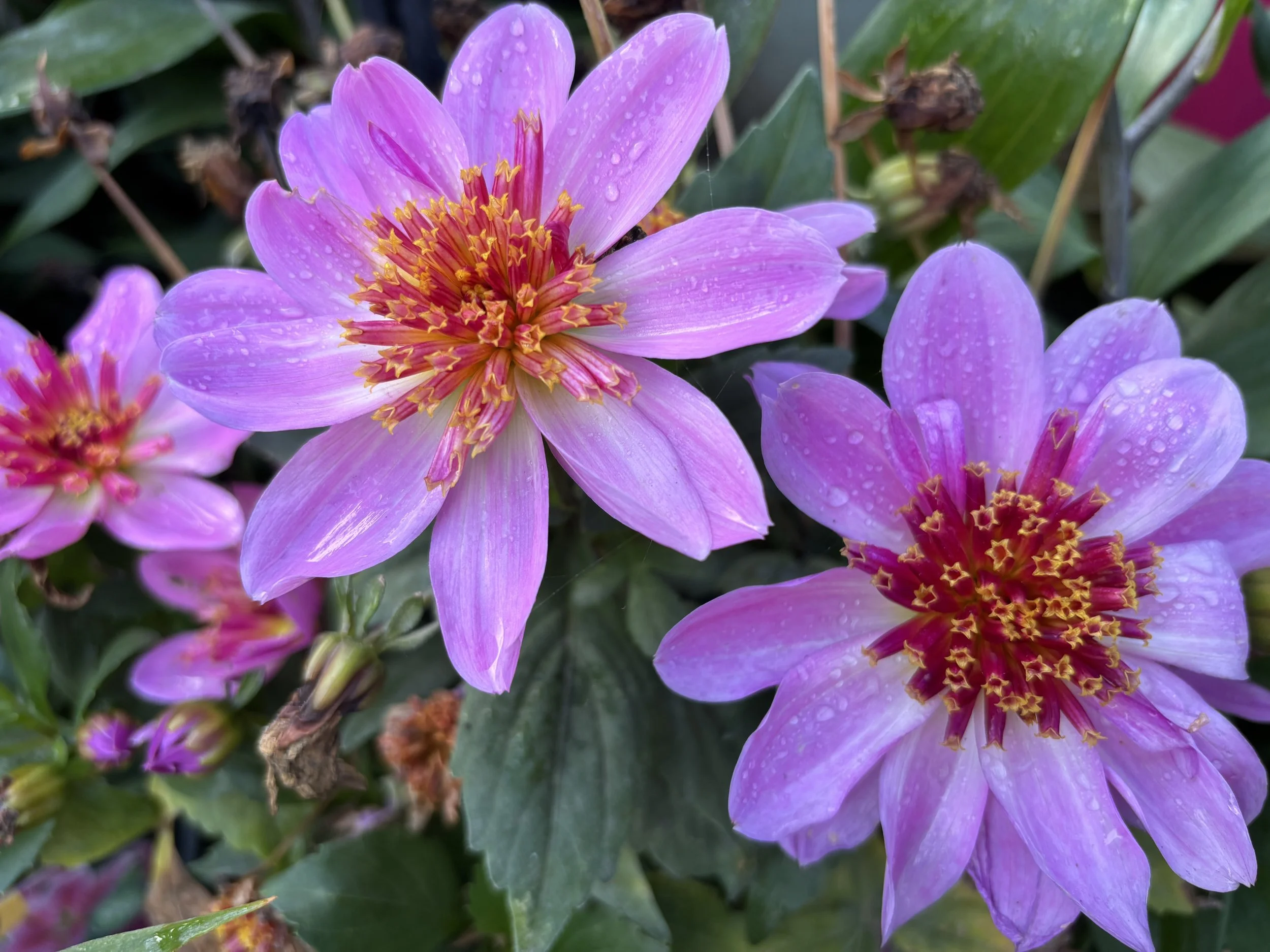Picture of blue bayou dahlia