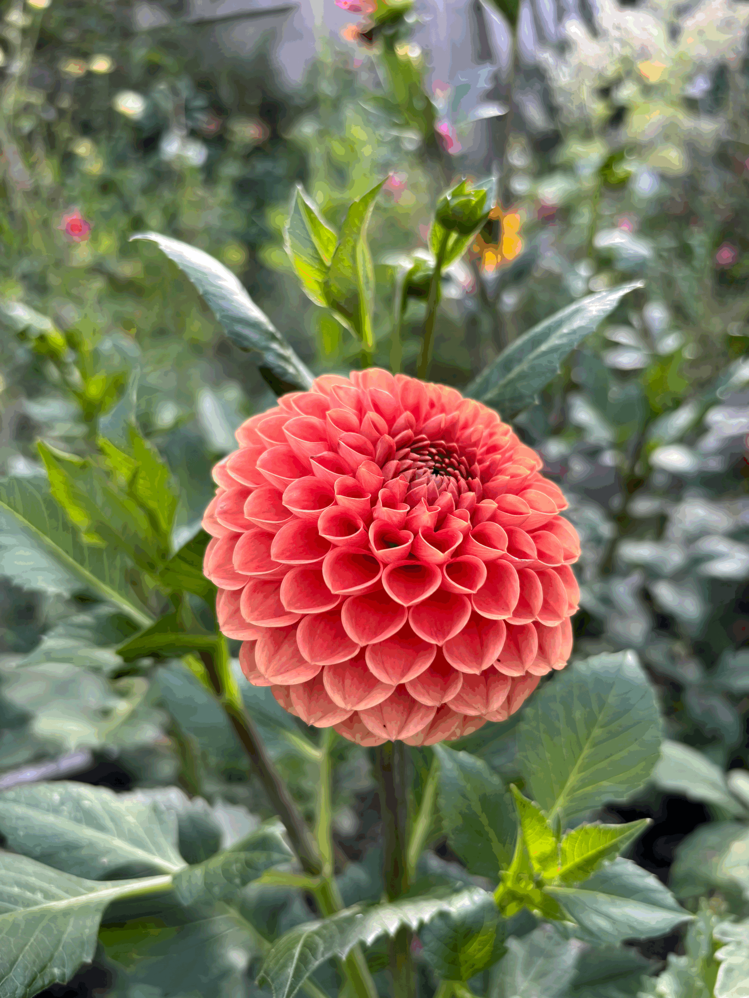 Photo of Cornel Brons dahlia