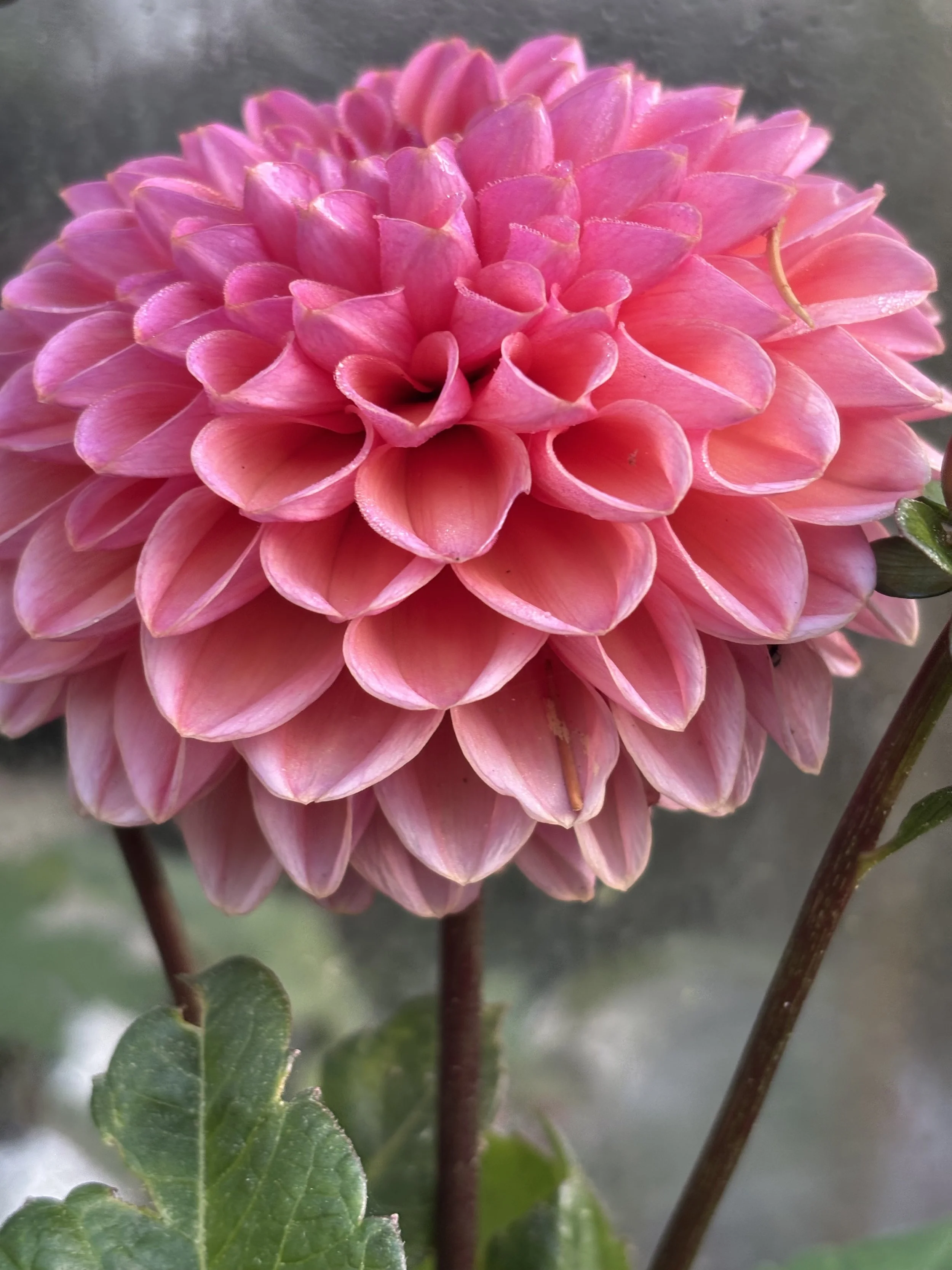Toadstool Seeds - 25 Great Silence Dahlia Seeds – Perennial Flower, Easy Grow, US Seller