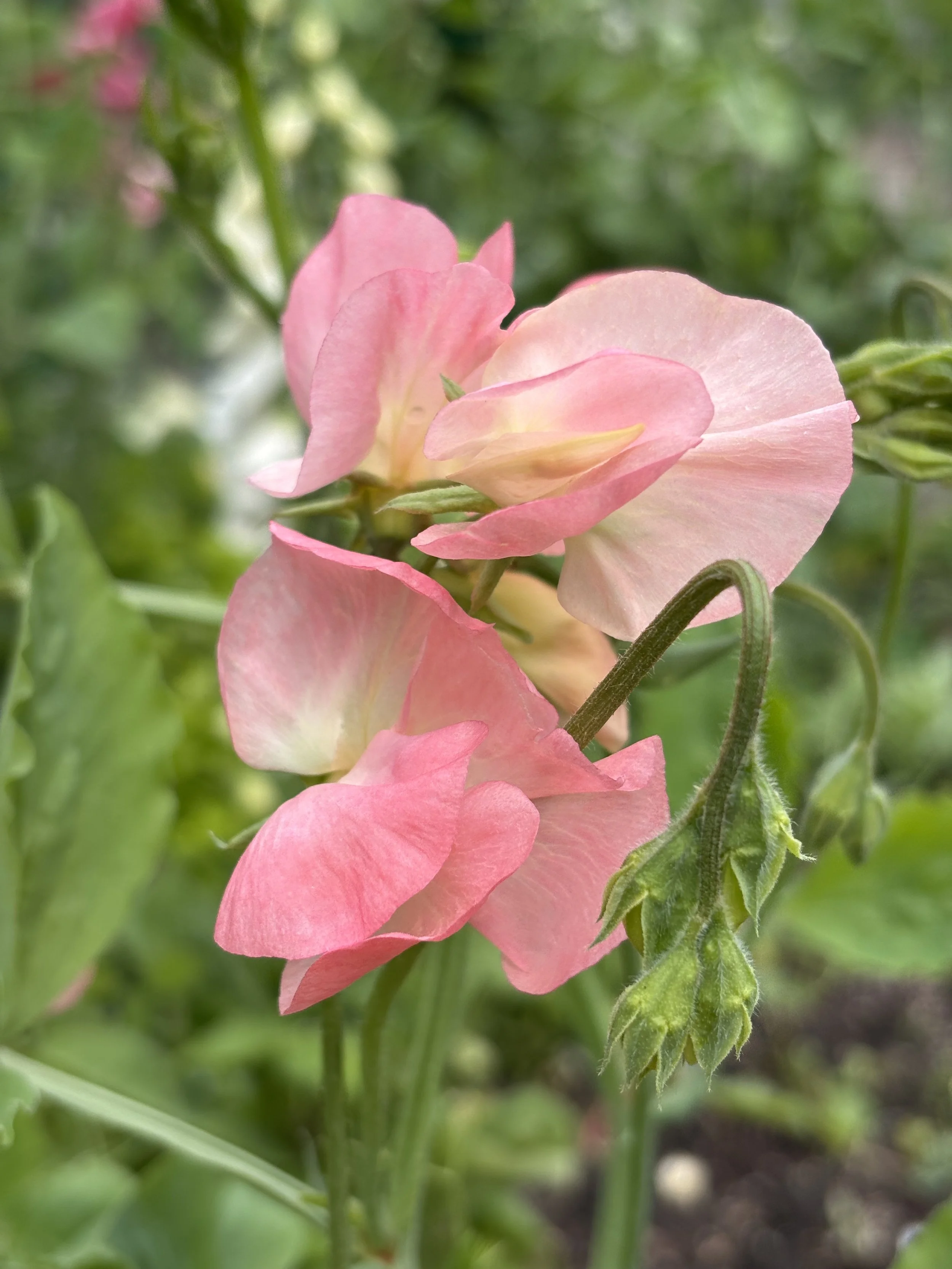 Sweet Pea "Watermelon"