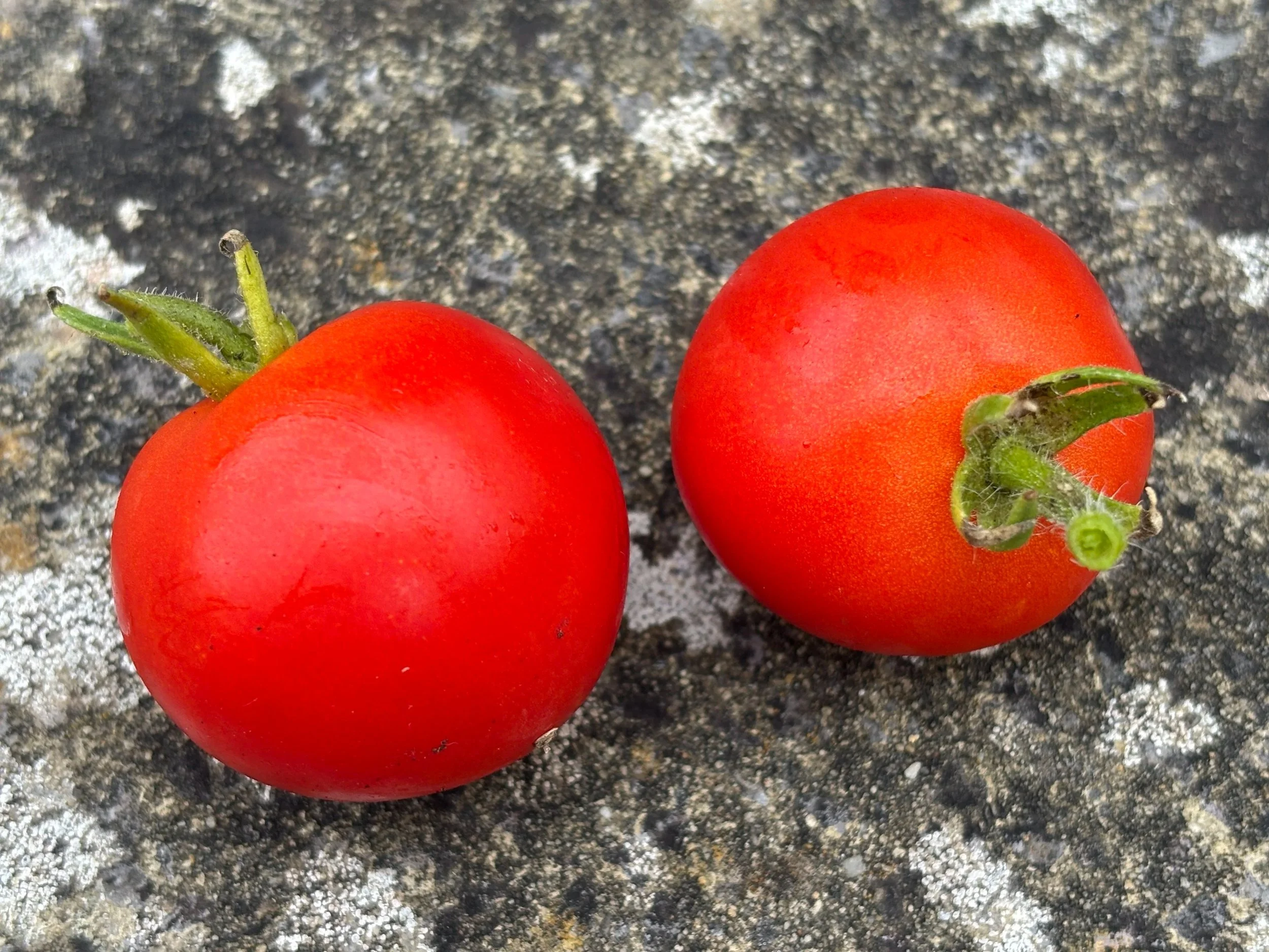 Image of a Tomato Moneymaker