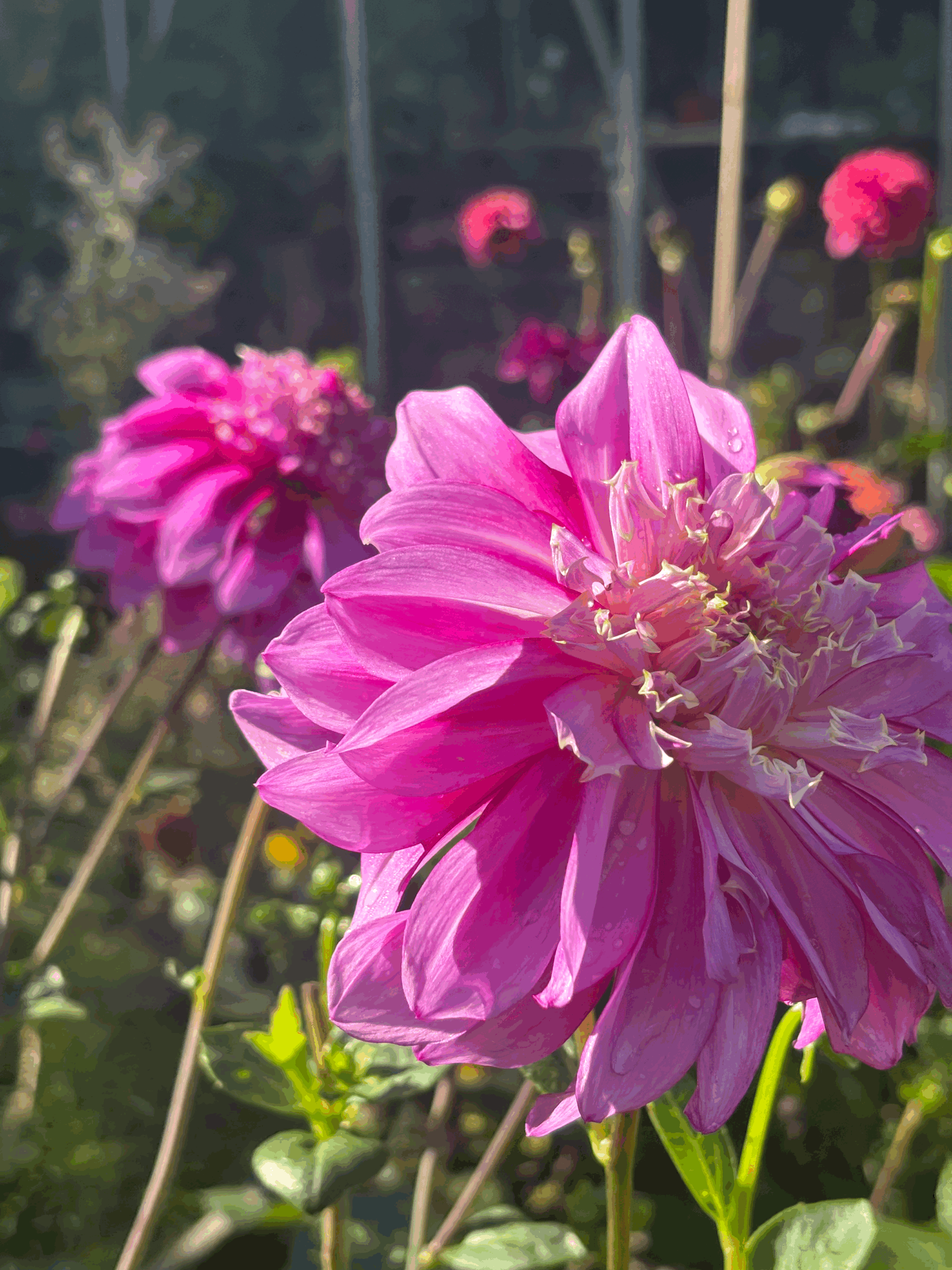 Picture of a Richard's Fortune dahlia flower
