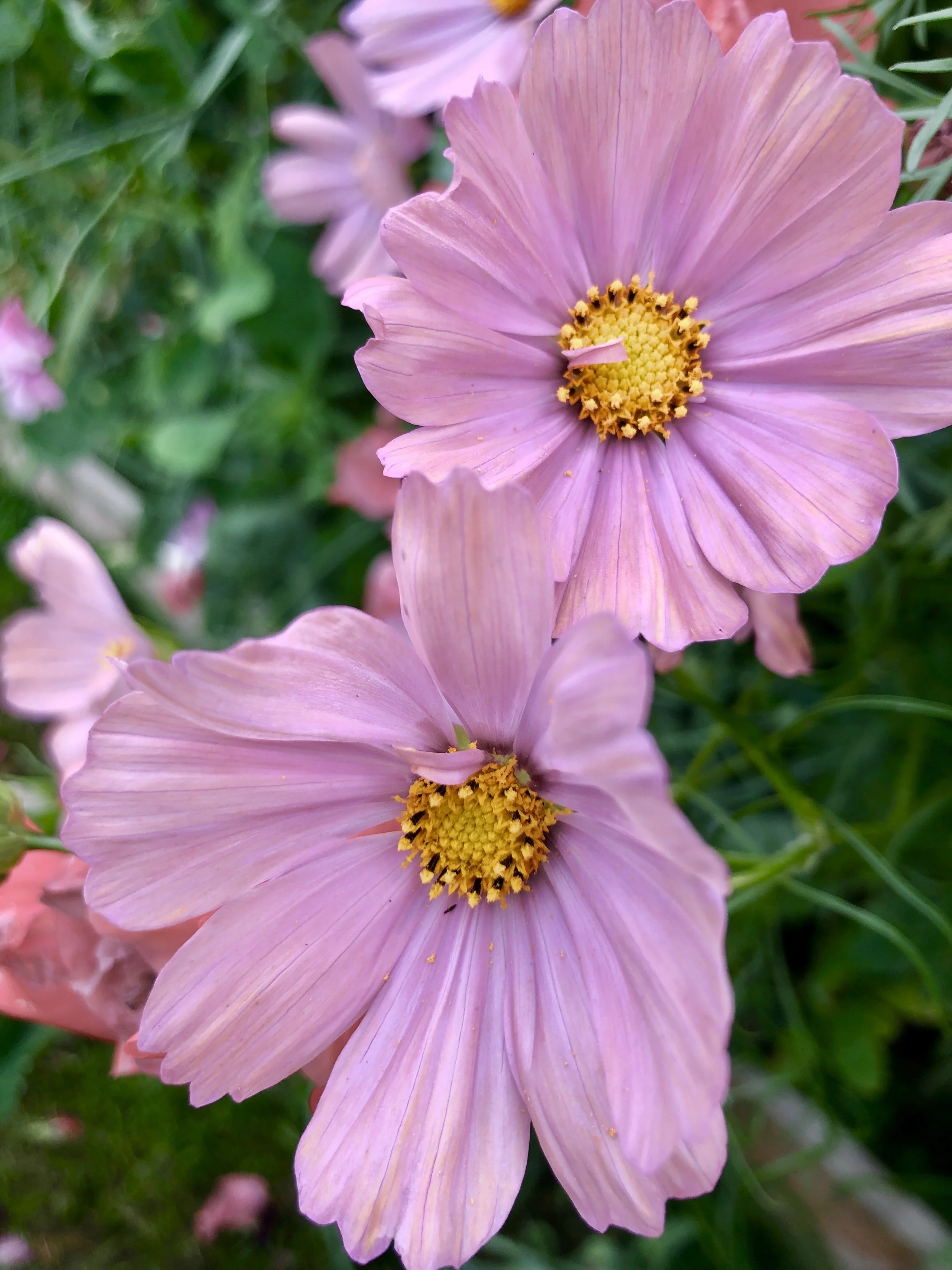 Image of a peach cosmos flower grown from seed sold by Missenden Seeds