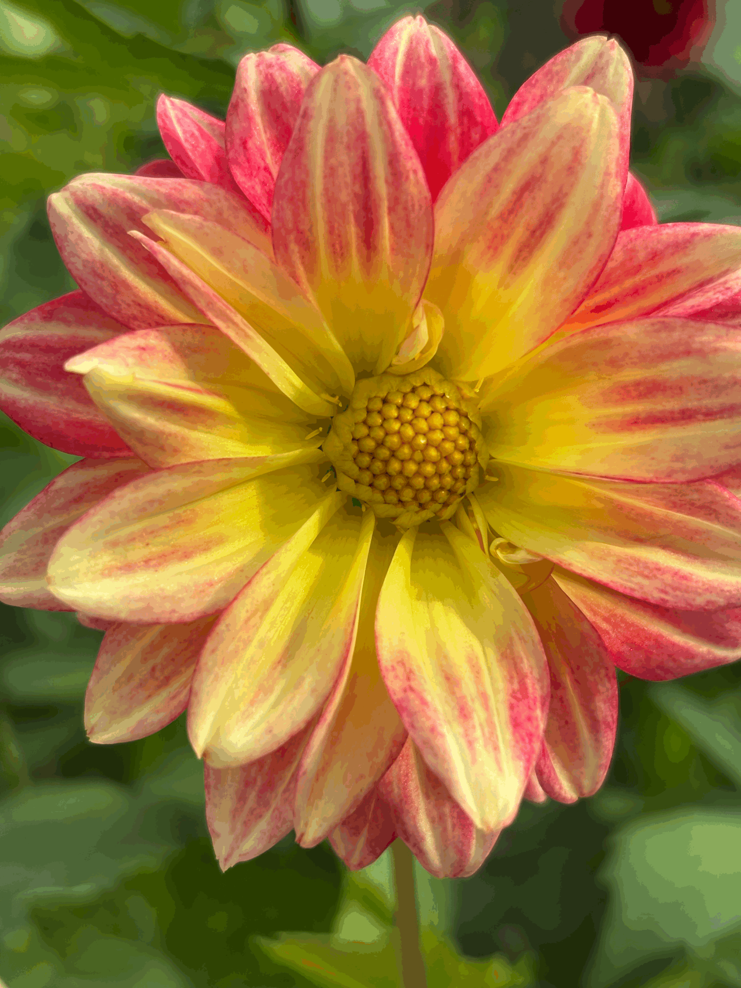 Single Dahlias Lucky Dip