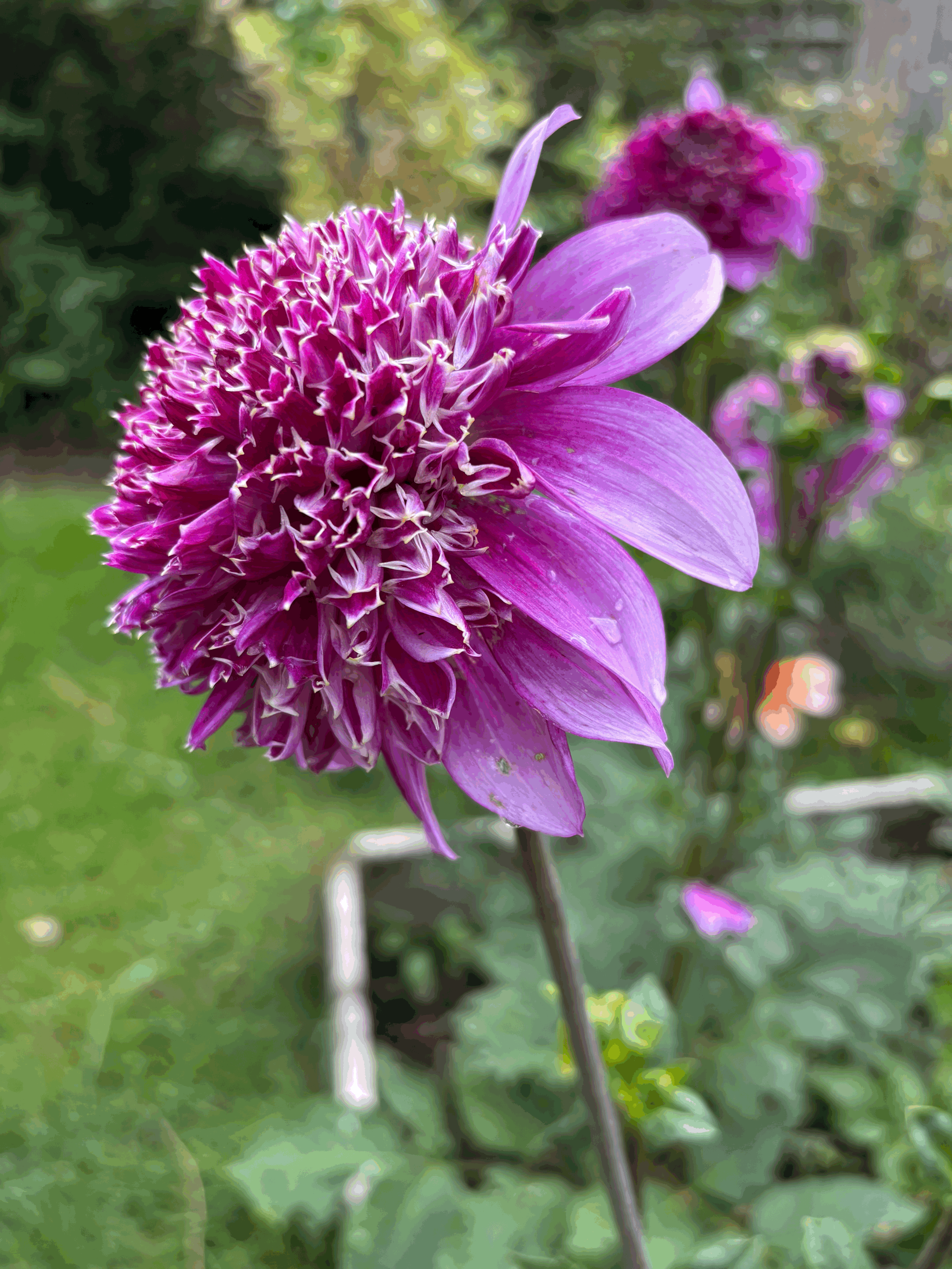 Picture of a Richard's Fortune dahlia flower