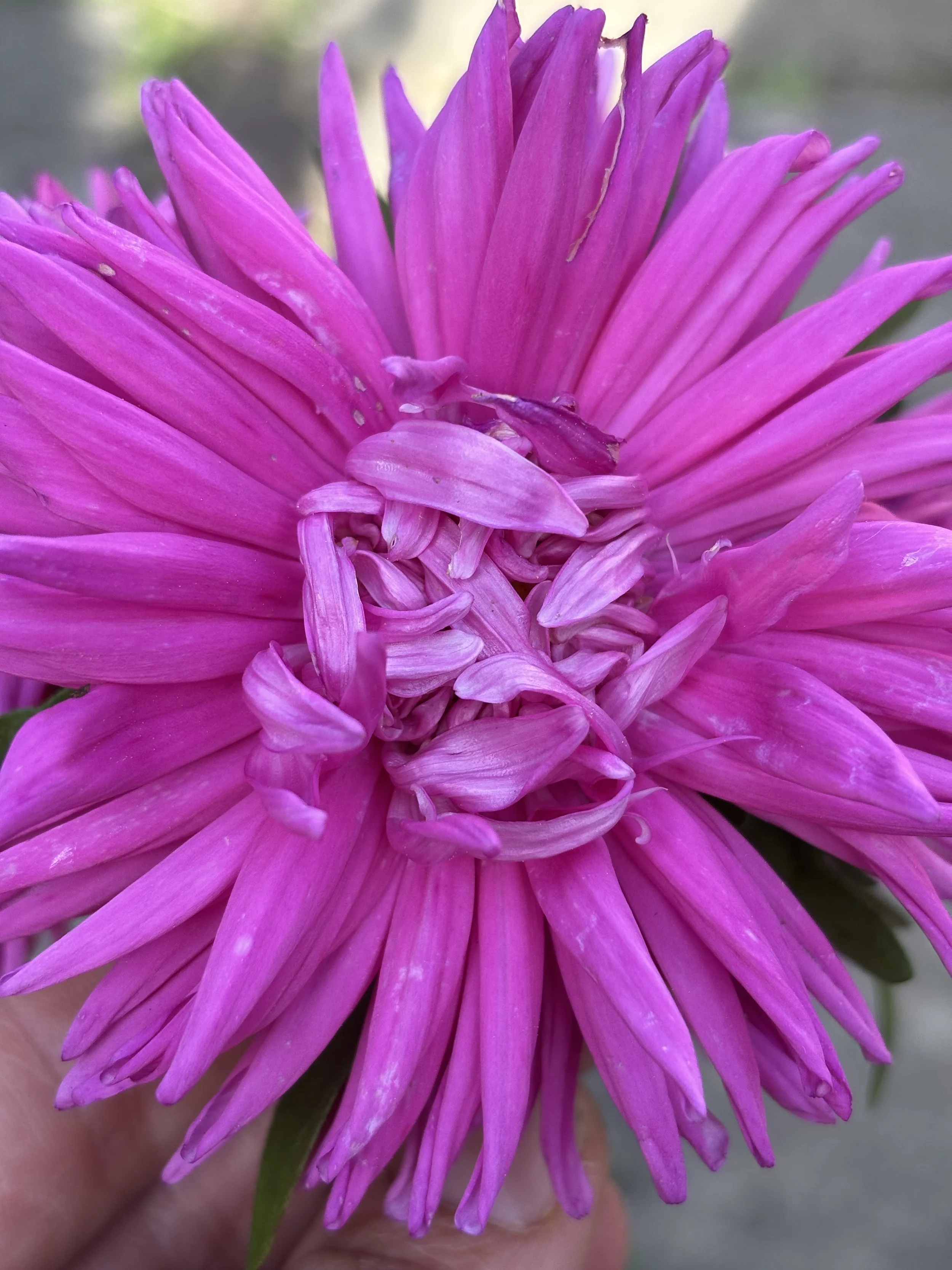 Image of a china aster flower