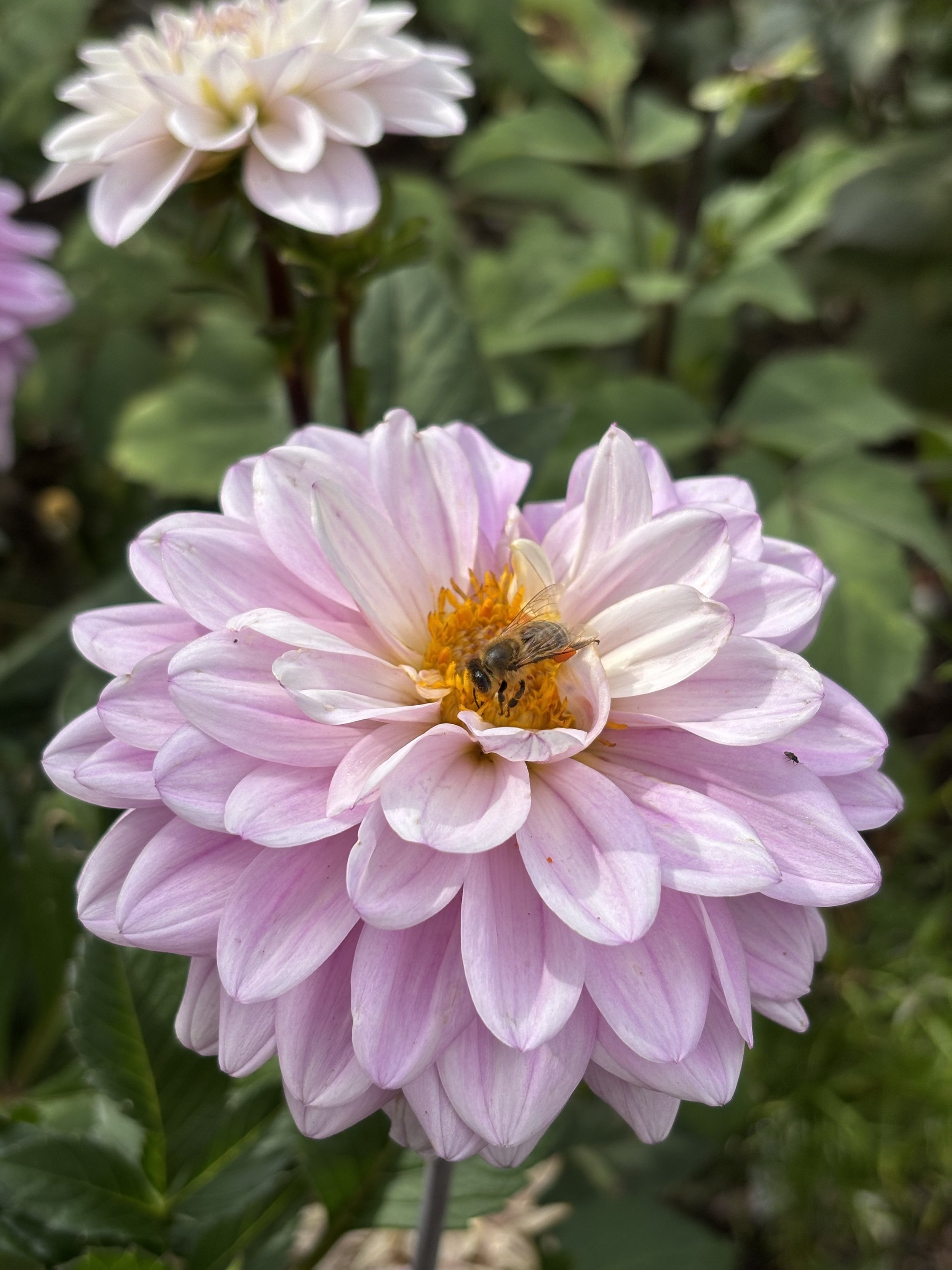 Picture of a cafe royal dahlia flower