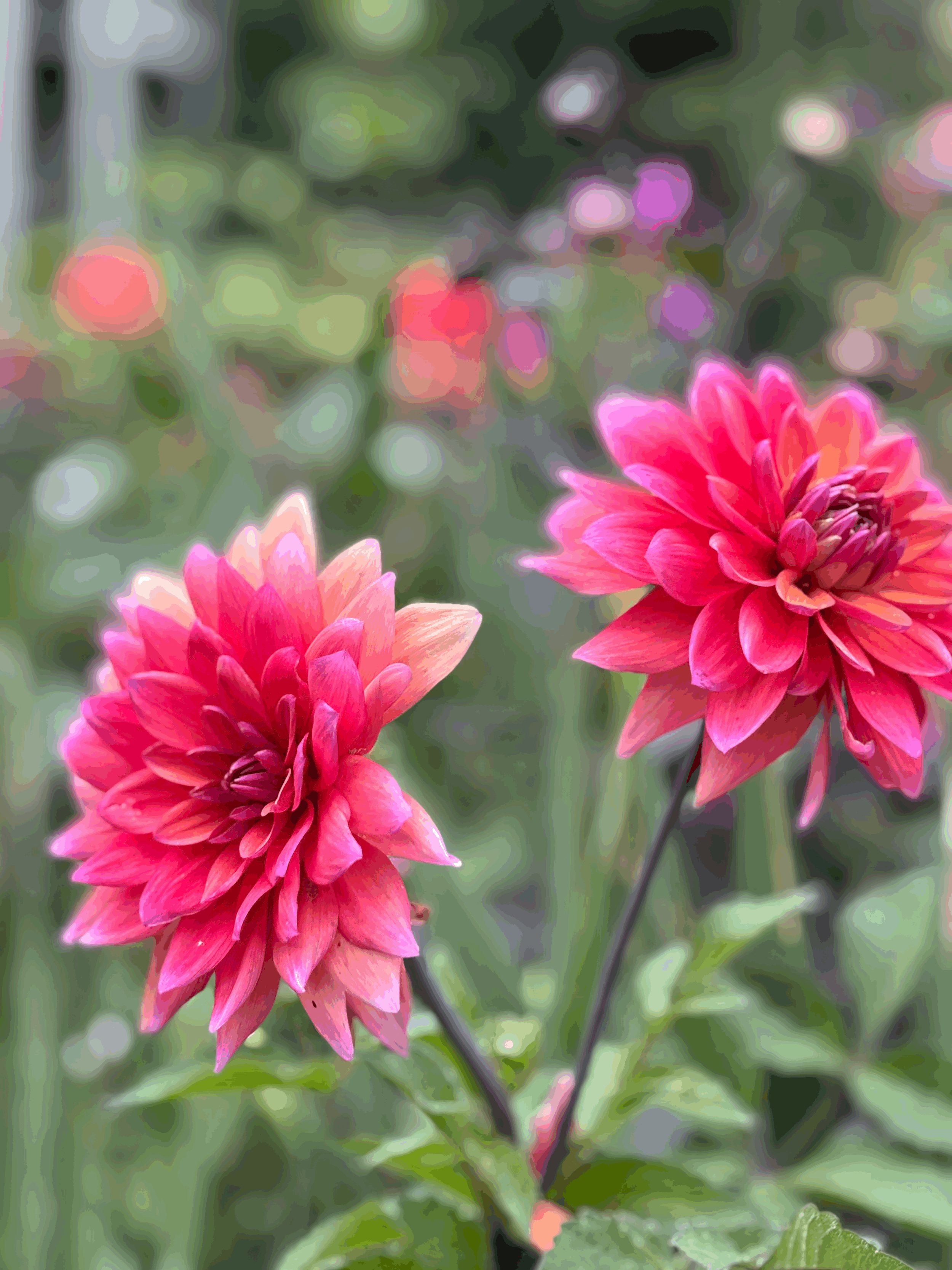 Picture of a Dahlia American Dawn flower