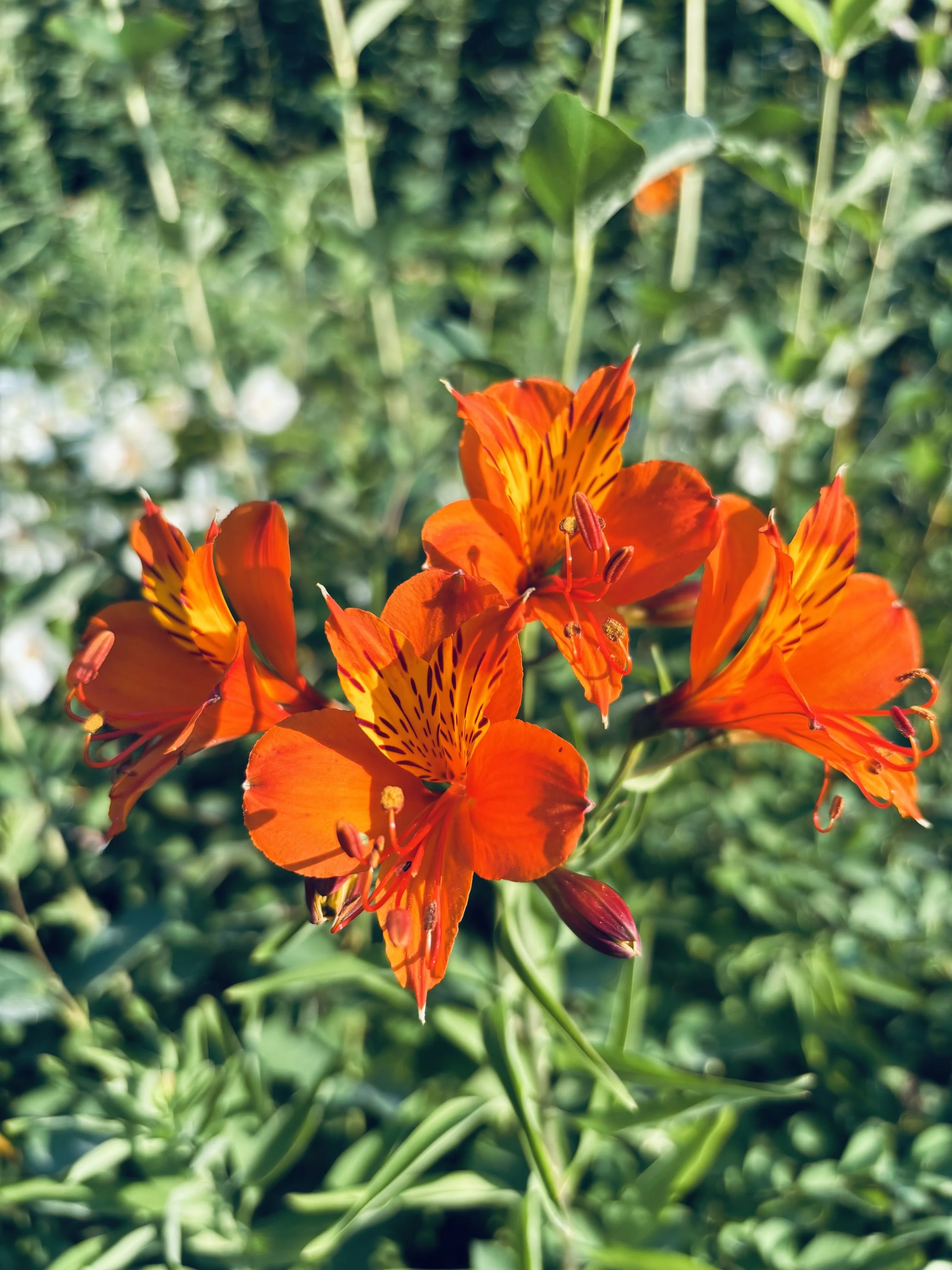 IMG_1205.jpeg